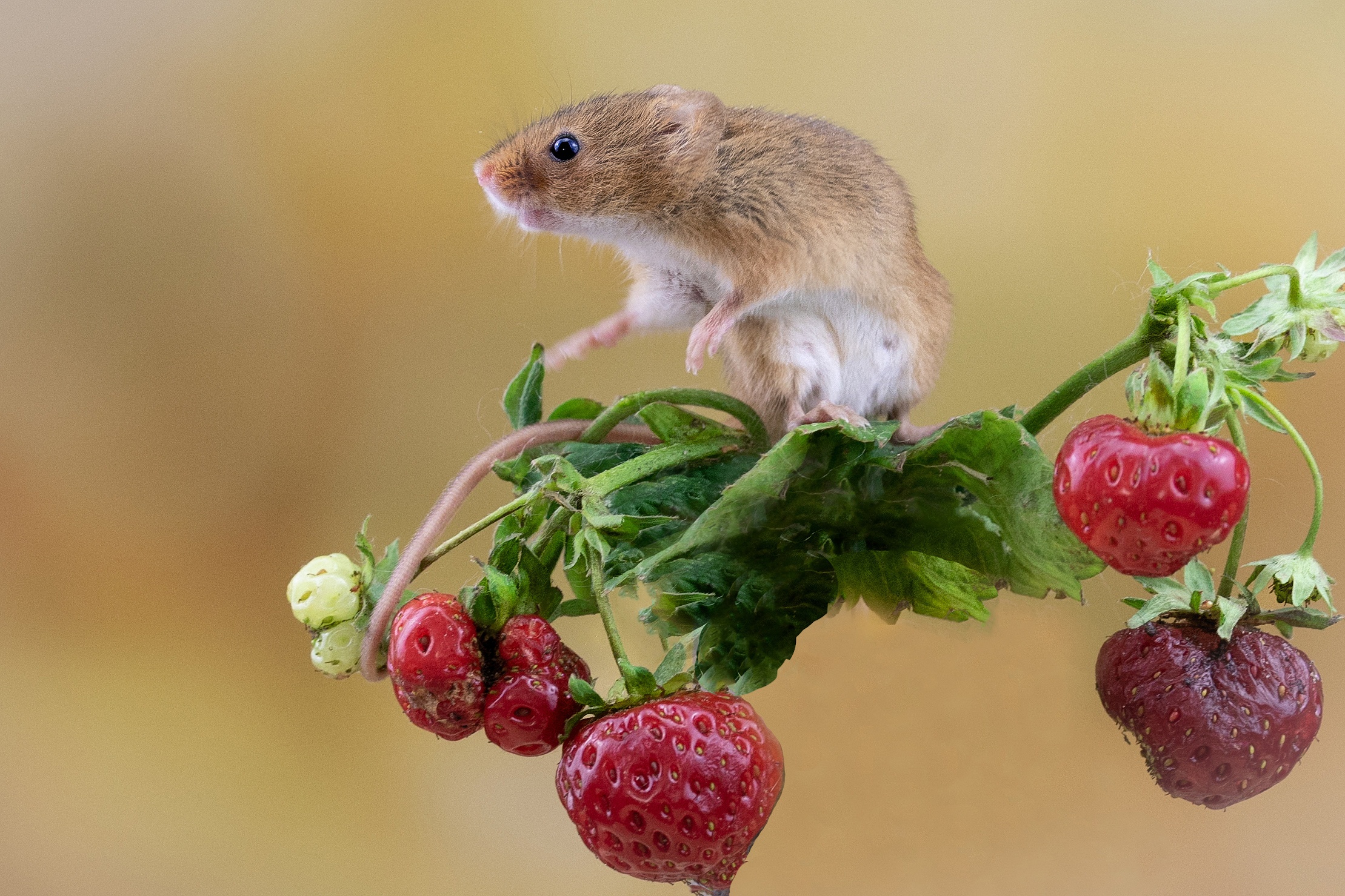 955618 скачать картинку животные, мышь, ягода, урожайная мышь, грызун, клубника - обои и заставки бесплатно