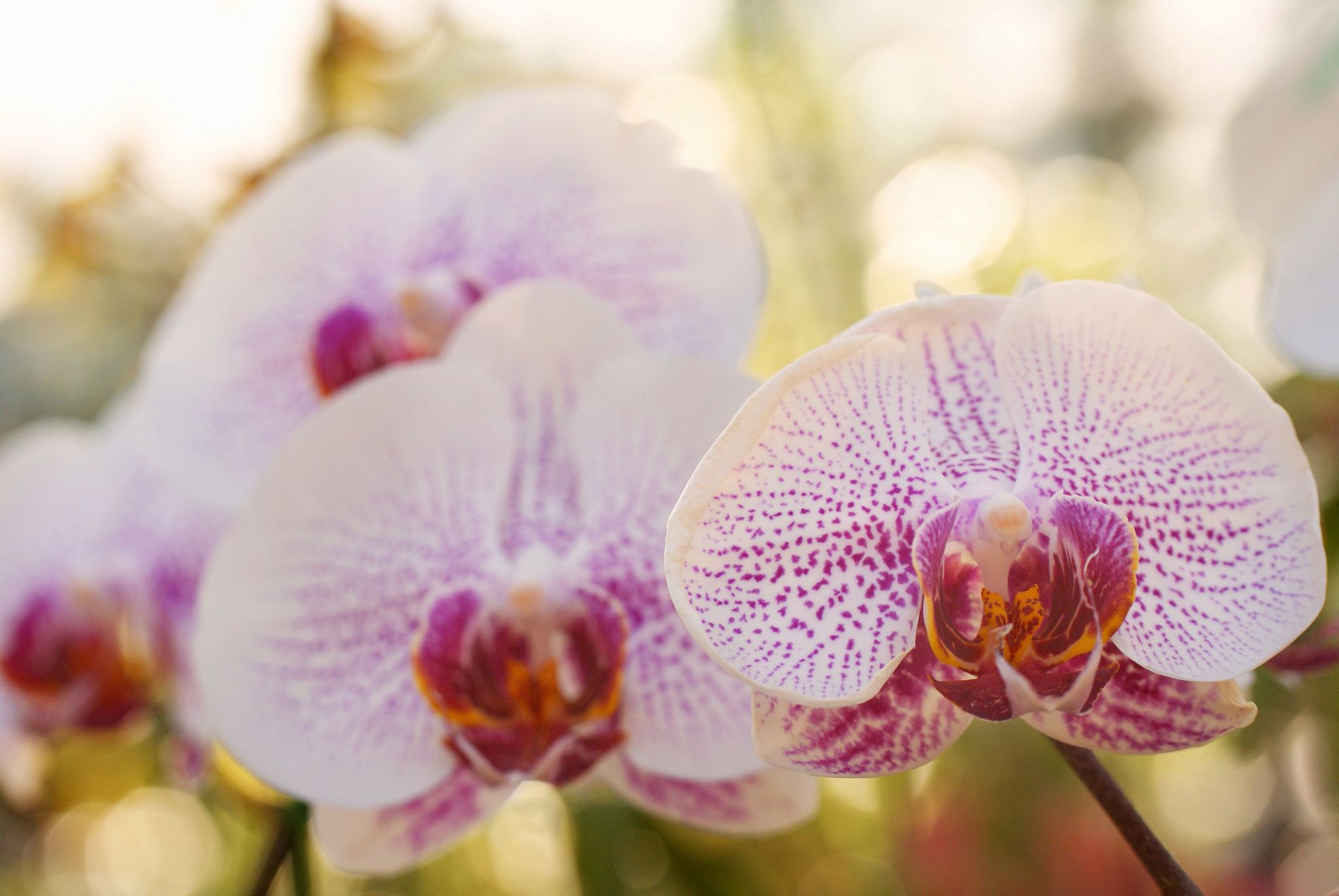 Descarga gratuita de fondo de pantalla para móvil de Naturaleza, Flores, Flor, Bokeh, Orquídea, Tierra/naturaleza, Macrofotografía.