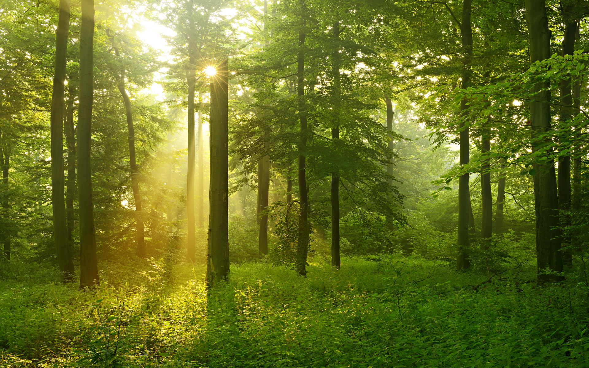 Descarga gratis la imagen Bosque, Tierra/naturaleza en el escritorio de tu PC