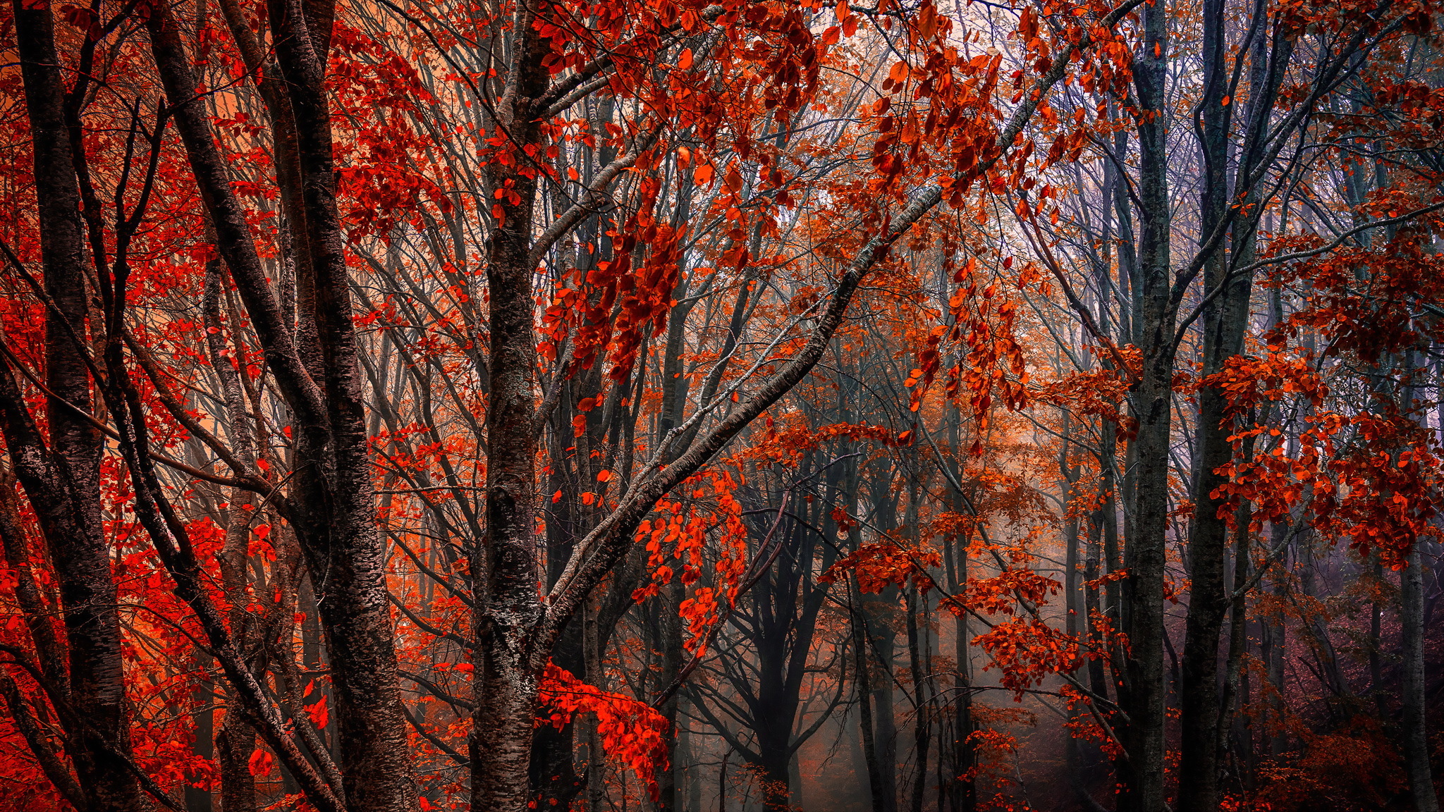 Descarga gratuita de fondo de pantalla para móvil de Naturaleza, Otoño, Bosque, Niebla, Tierra/naturaleza.