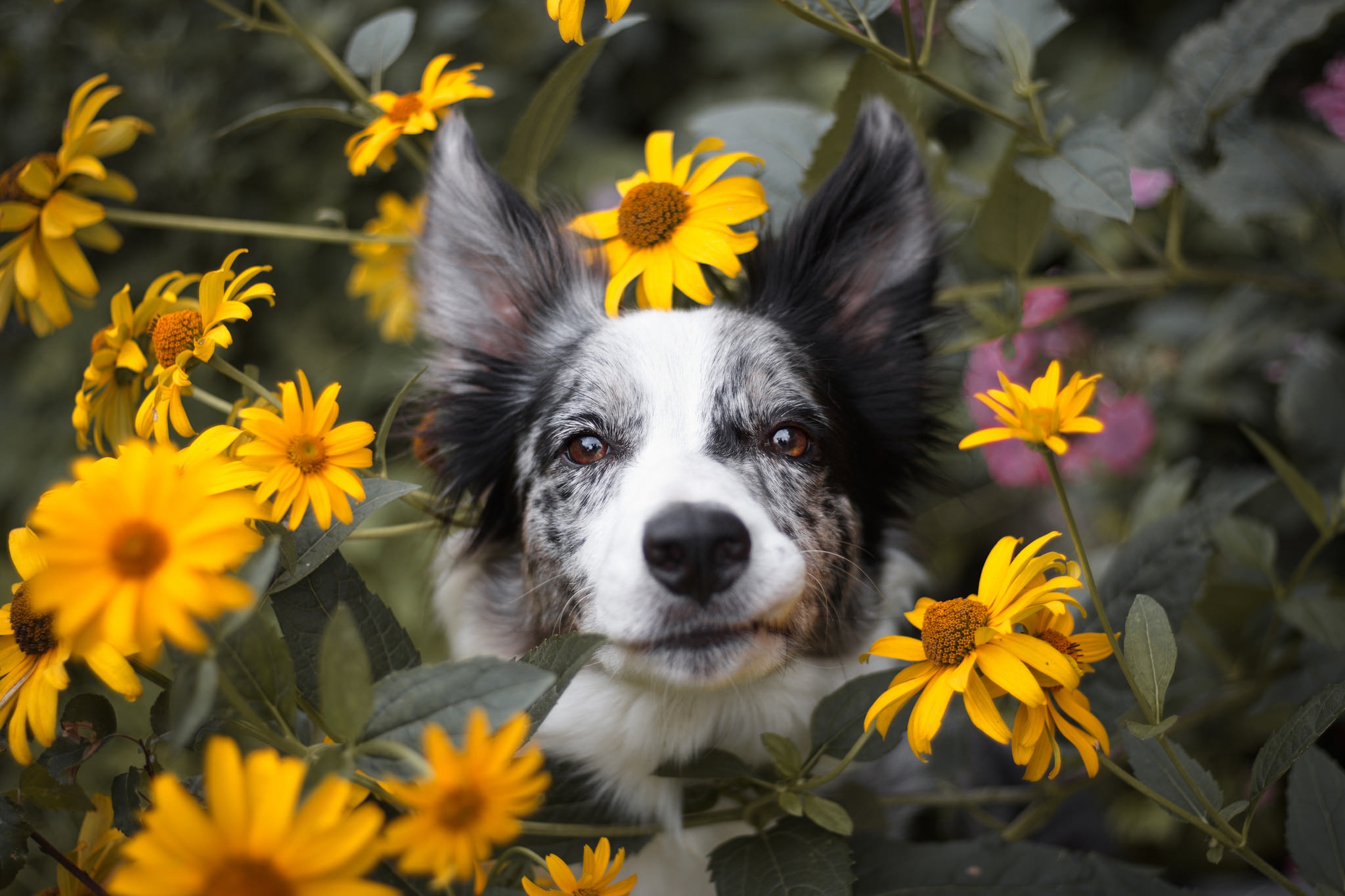 無料モバイル壁紙動物, 犬, 黄色い花, ボーダーコリーをダウンロードします。