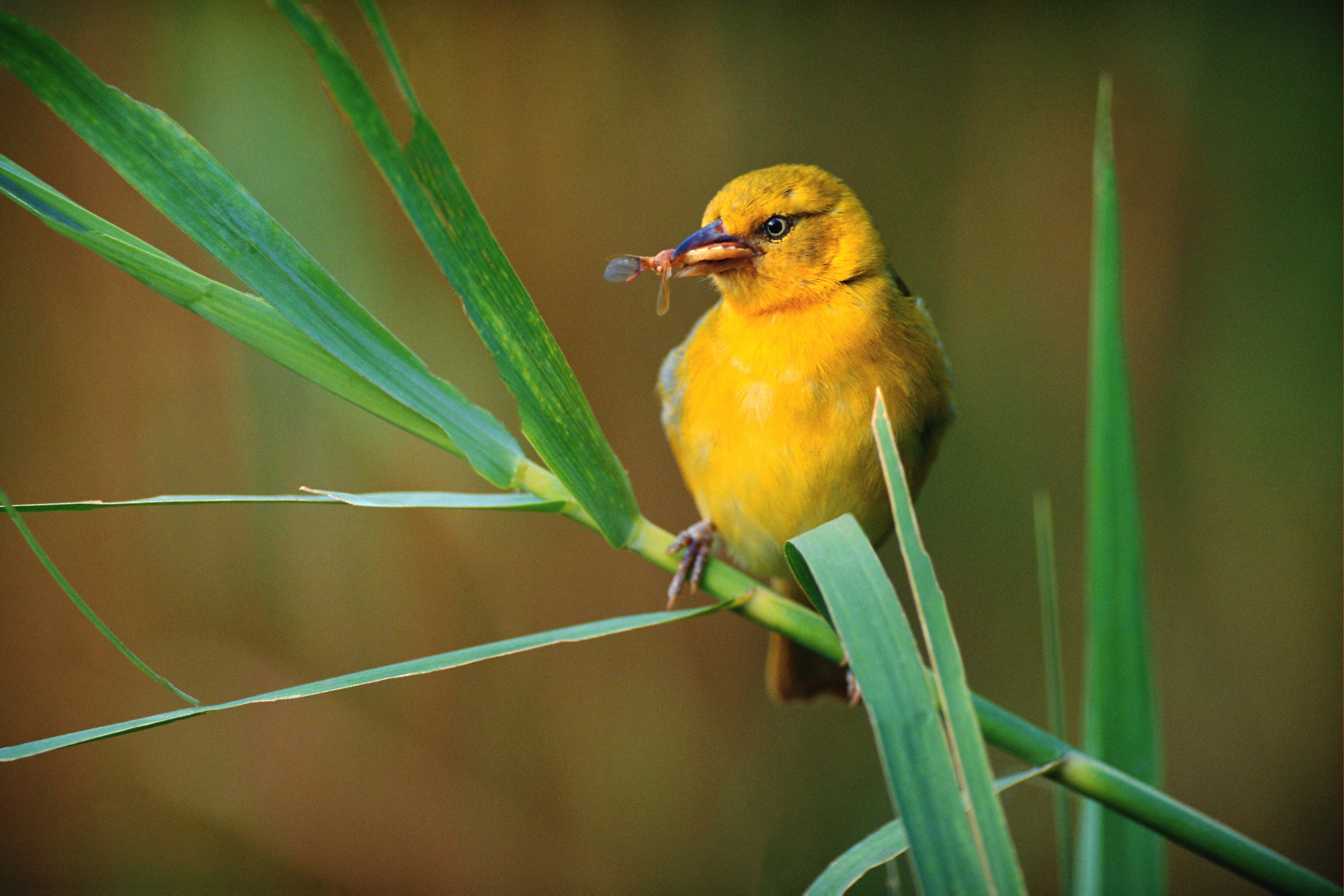 Download mobile wallpaper Bird, Birds, Animal for free.