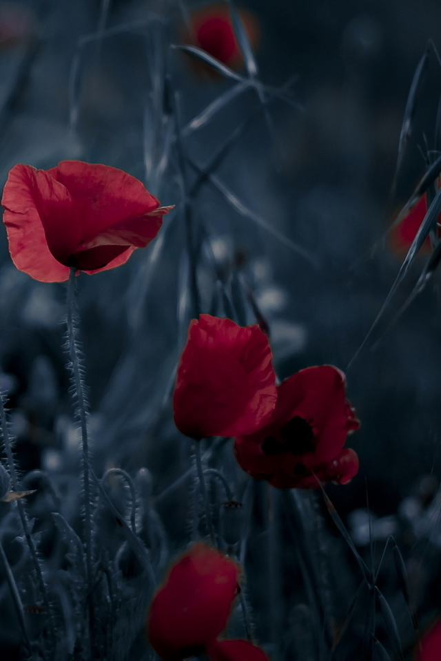 Download mobile wallpaper Poppy, Flowers, Earth for free.