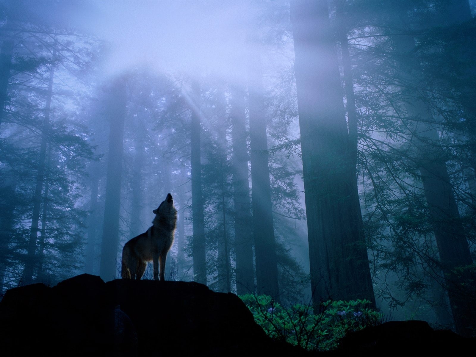 wolfs, animals, blue wallpaper for mobile
