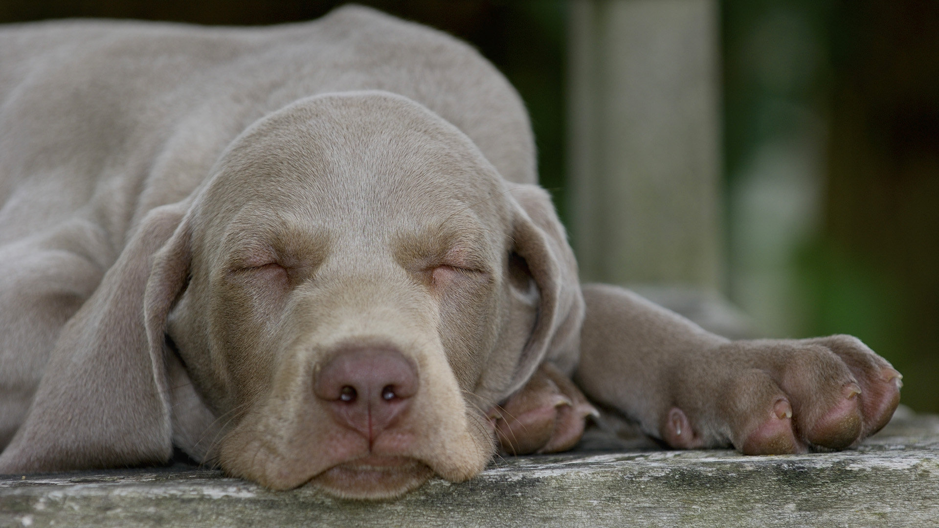 Descarga gratuita de fondo de pantalla para móvil de Animales, Perros, Perro.