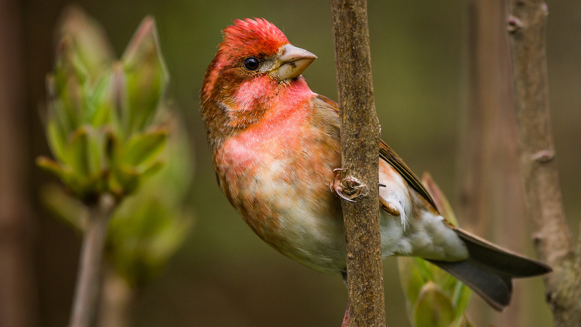 Descarga gratuita de fondo de pantalla para móvil de Animales, Aves, Ave.