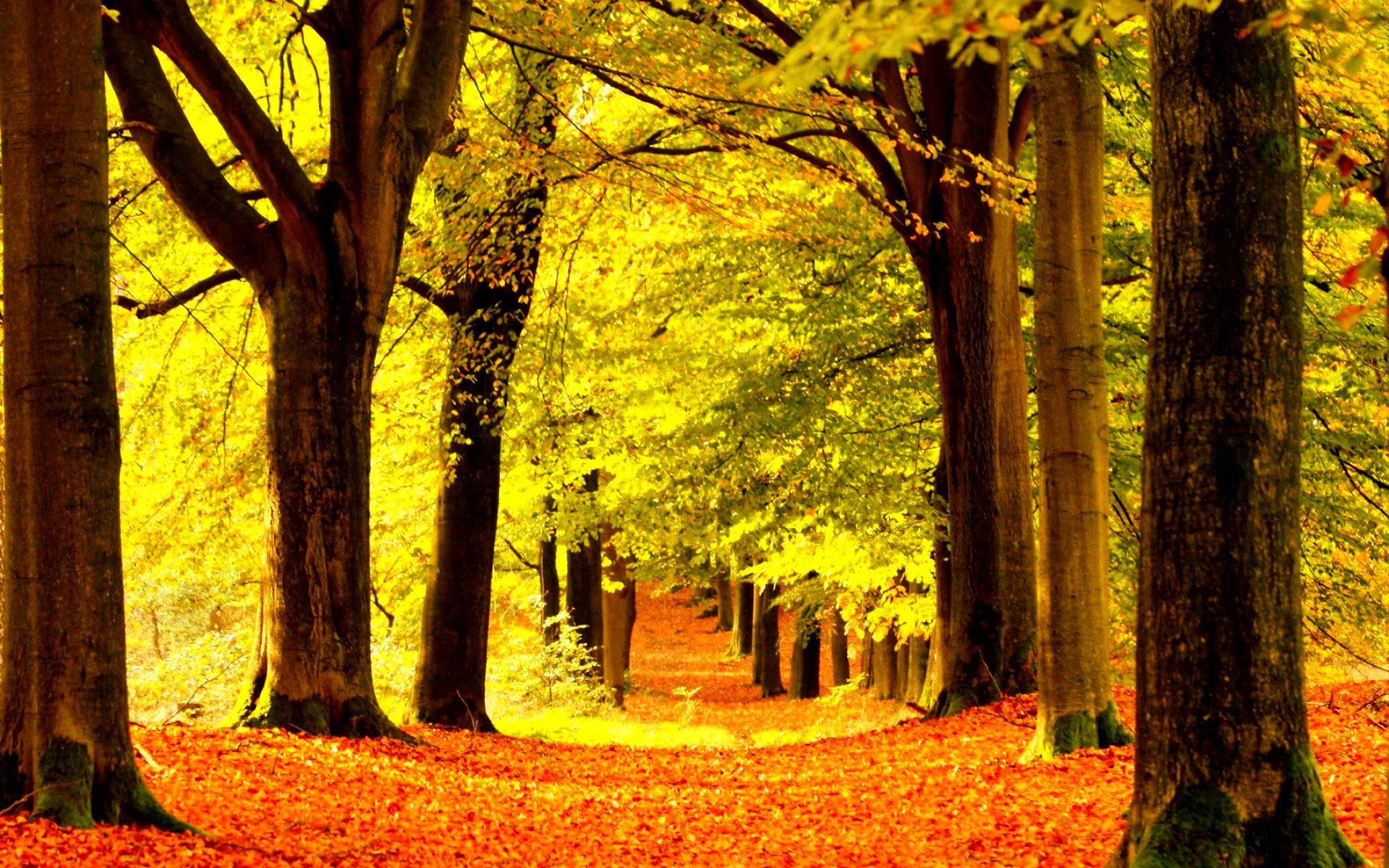 Laden Sie das Herbst, Wald, Baum, Erde/natur-Bild kostenlos auf Ihren PC-Desktop herunter