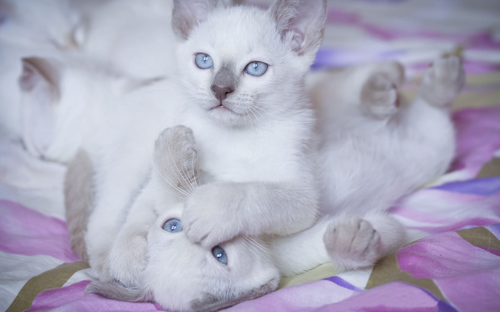 kittens, animals, couple, pair, playful, blue eyed