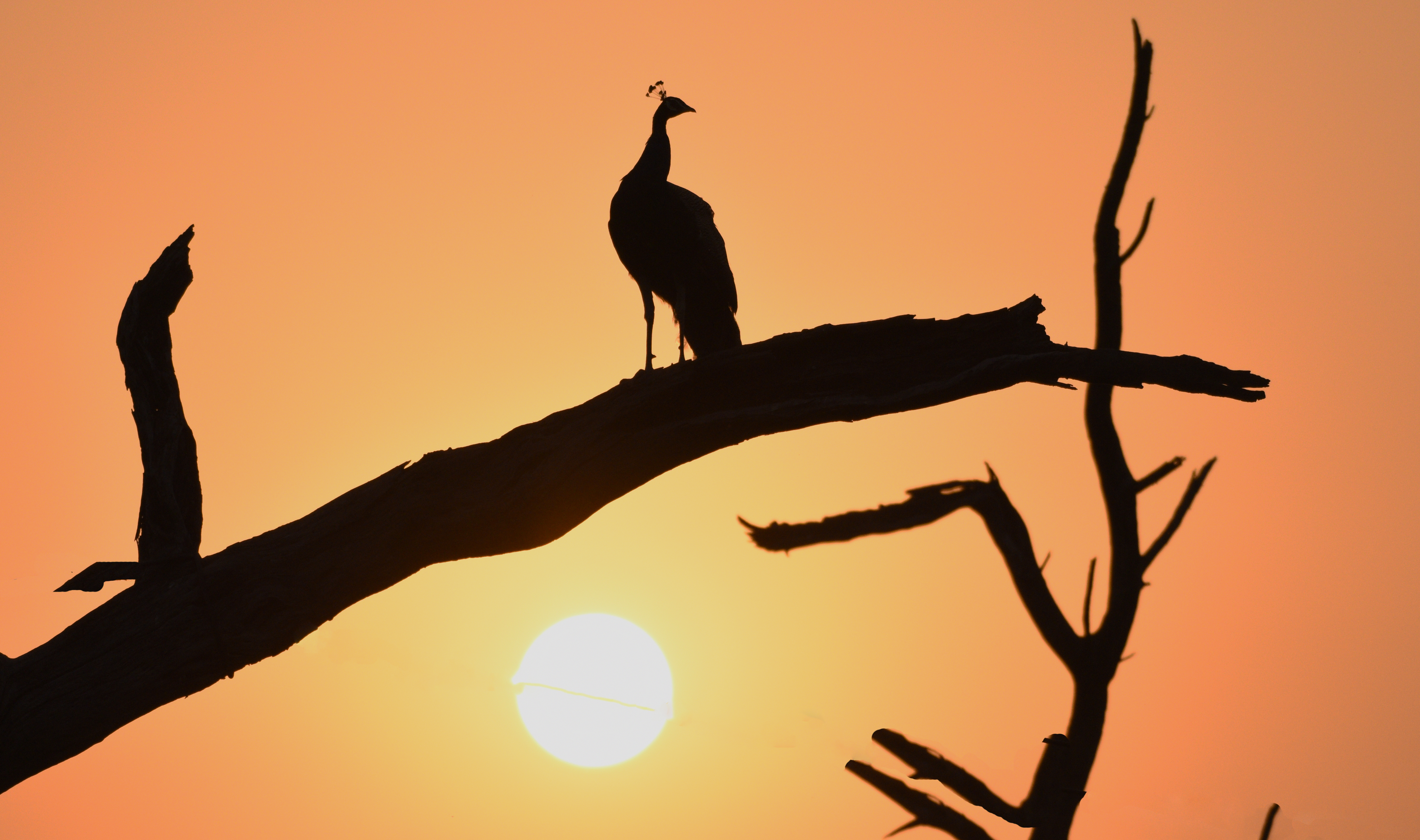 Free download wallpaper Sunset, Silhouette, Bird, Branch, Dark, Peacock on your PC desktop