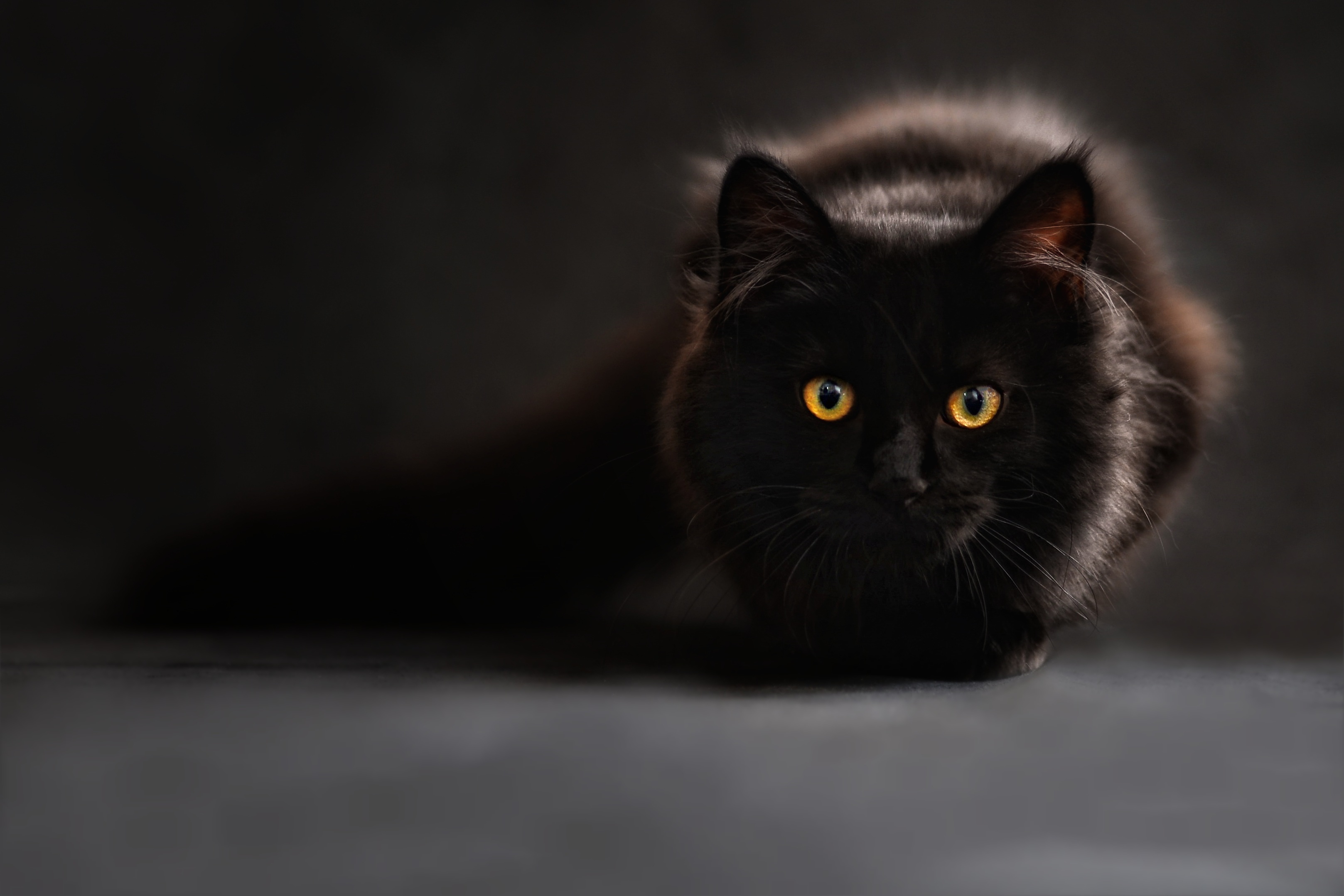 97871 descargar imagen gato, animales, negro, el negro, sombra, visión, opinión: fondos de pantalla y protectores de pantalla gratis