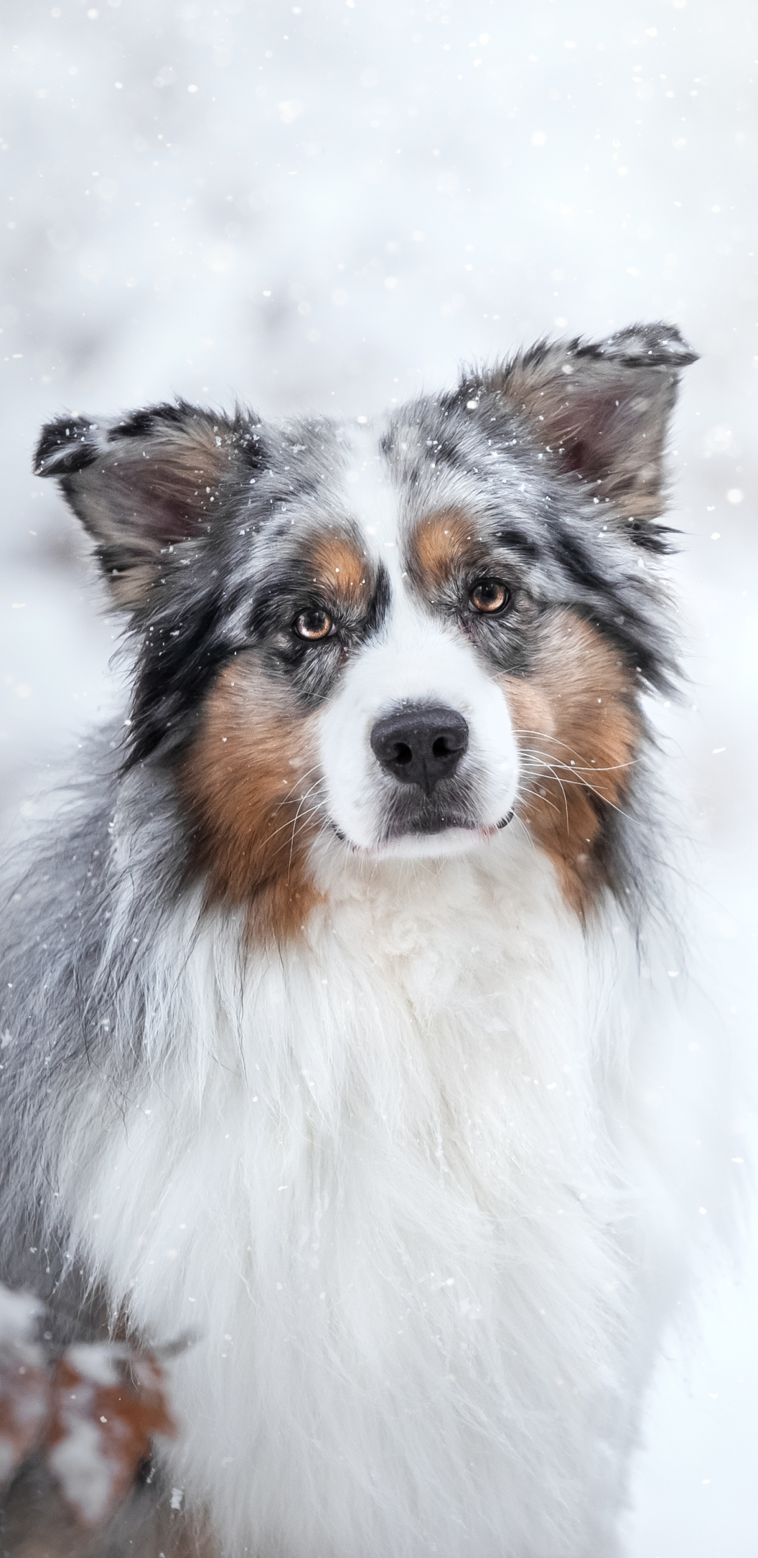 Download mobile wallpaper Winter, Dogs, Dog, Animal, Australian Shepherd, Stare for free.