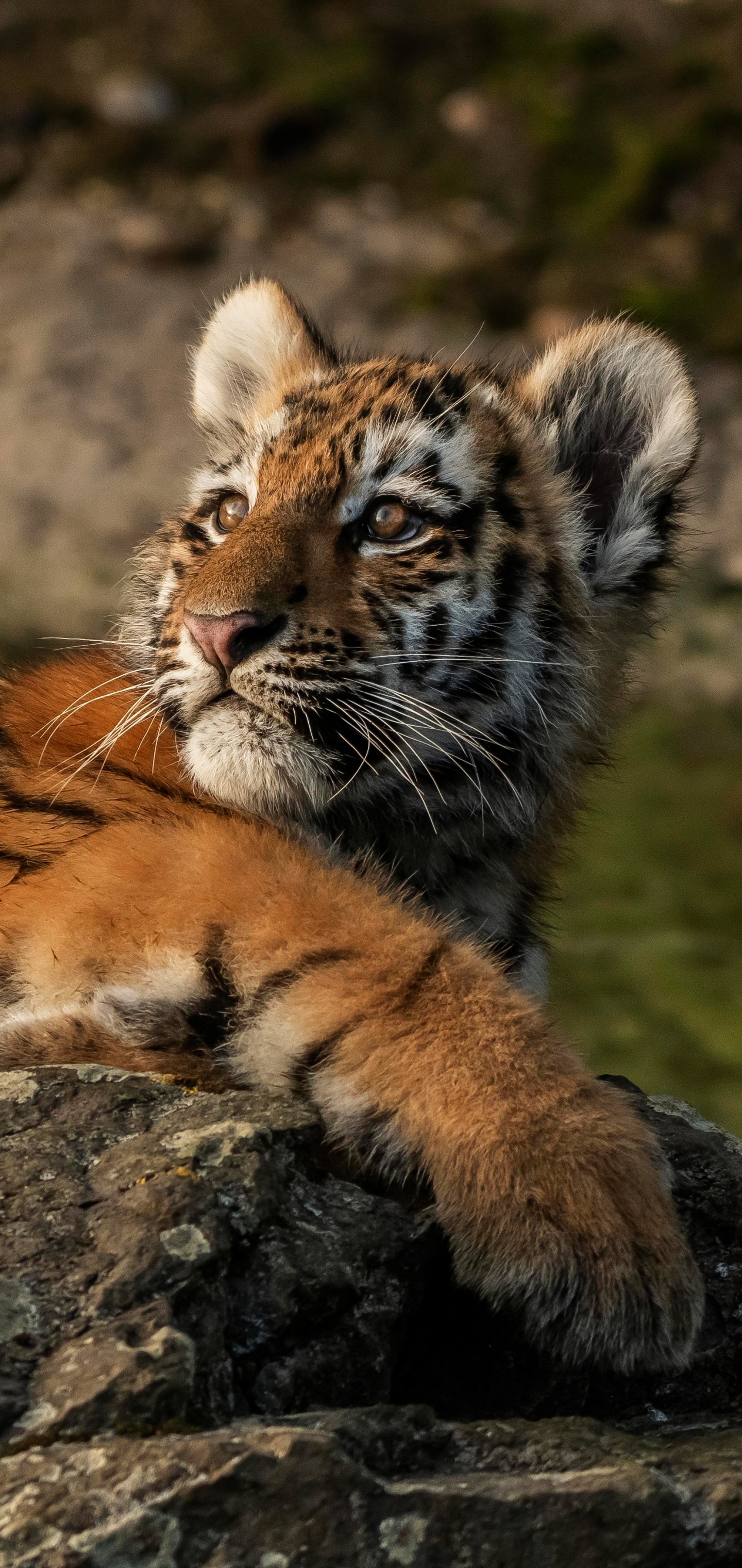 Download mobile wallpaper Cats, Tiger, Animal, Baby Animal, Cub for free.