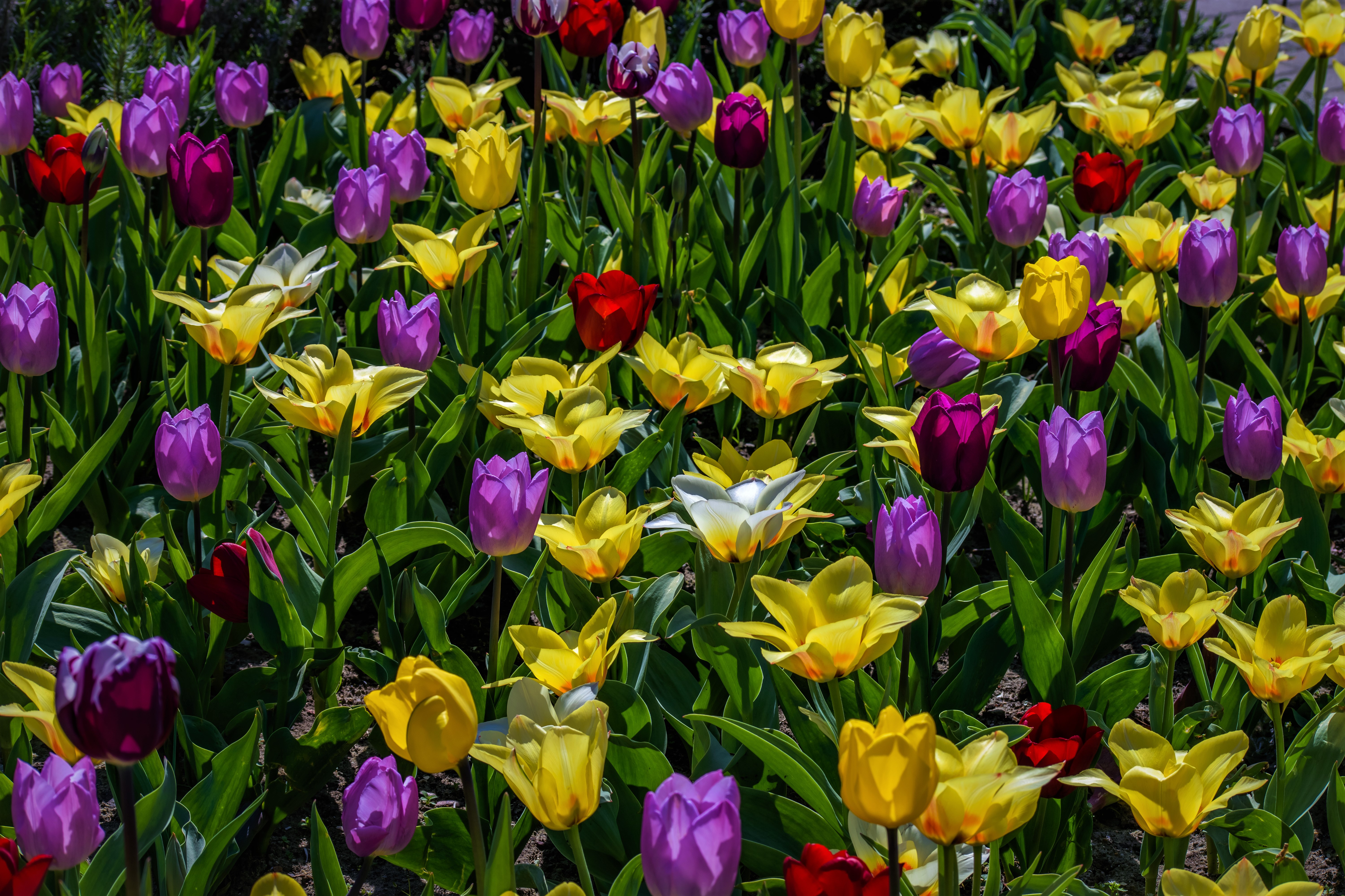 Laden Sie das Blumen, Blume, Farben, Bunt, Tulpe, Gelbe Blume, Lila Blume, Erde/natur-Bild kostenlos auf Ihren PC-Desktop herunter