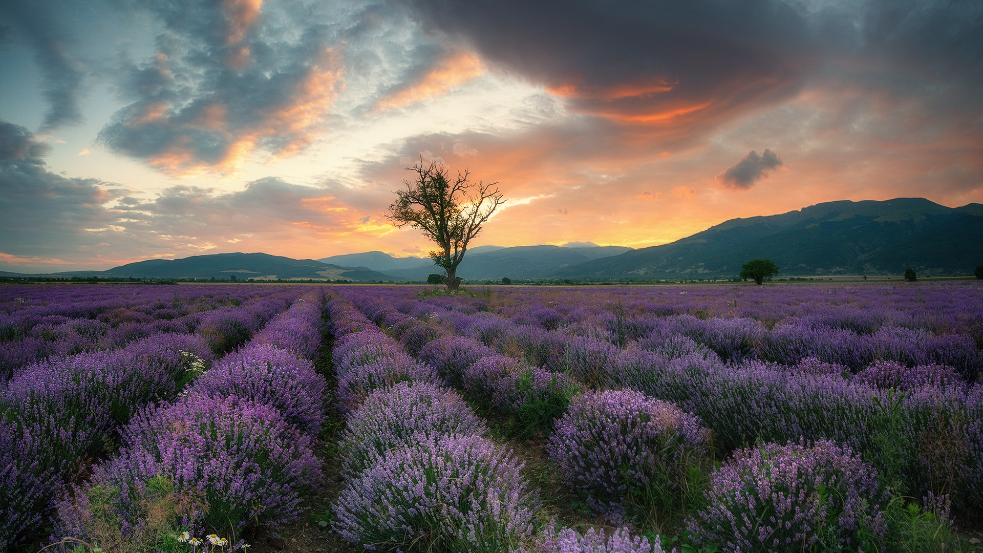Download mobile wallpaper Flowers, Sunset, Sky, Earth, Field, Cloud, Lavender for free.