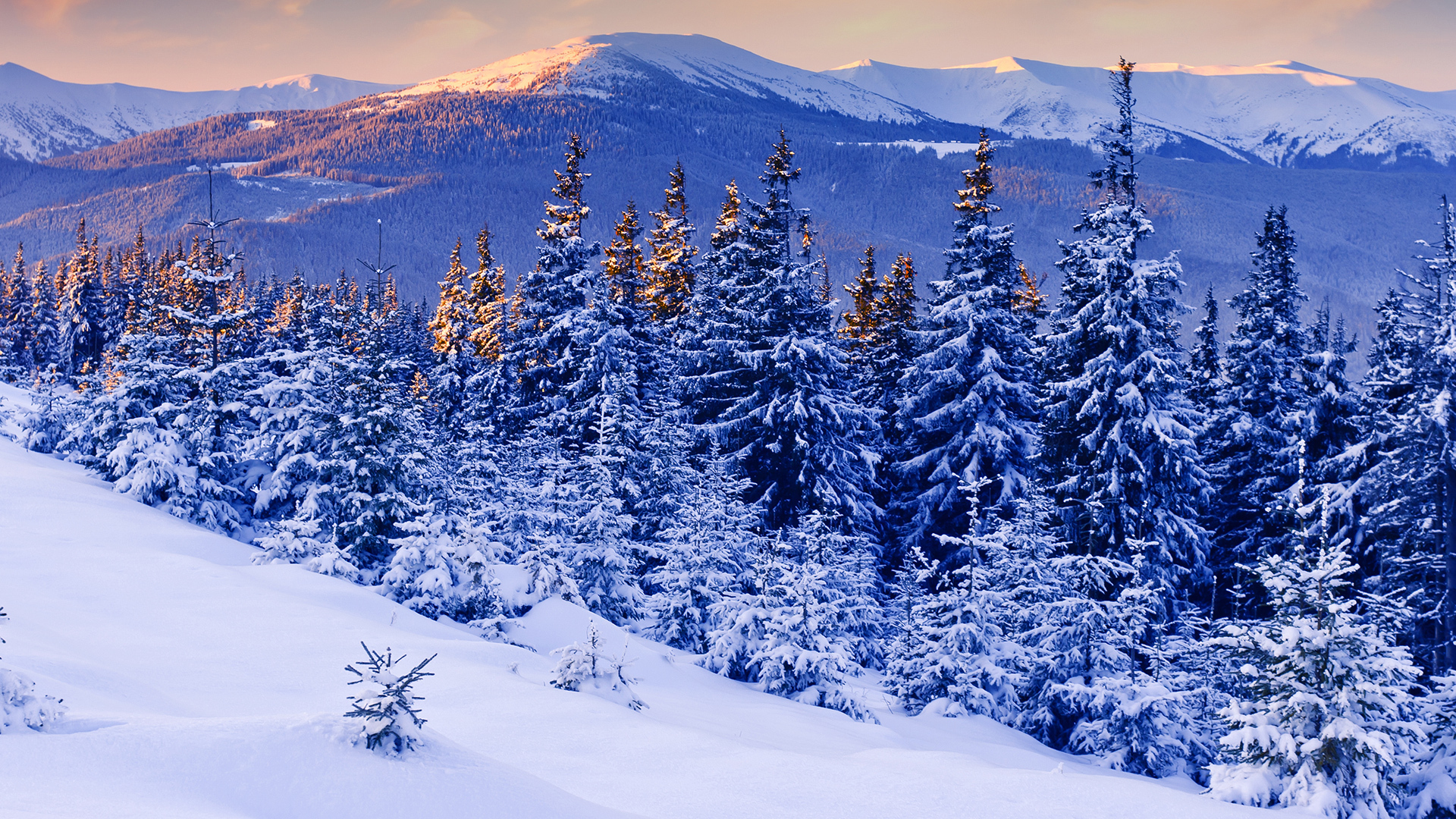 Baixar papel de parede para celular de Neve, Inverno, Floresta, Árvore, Terra/natureza gratuito.