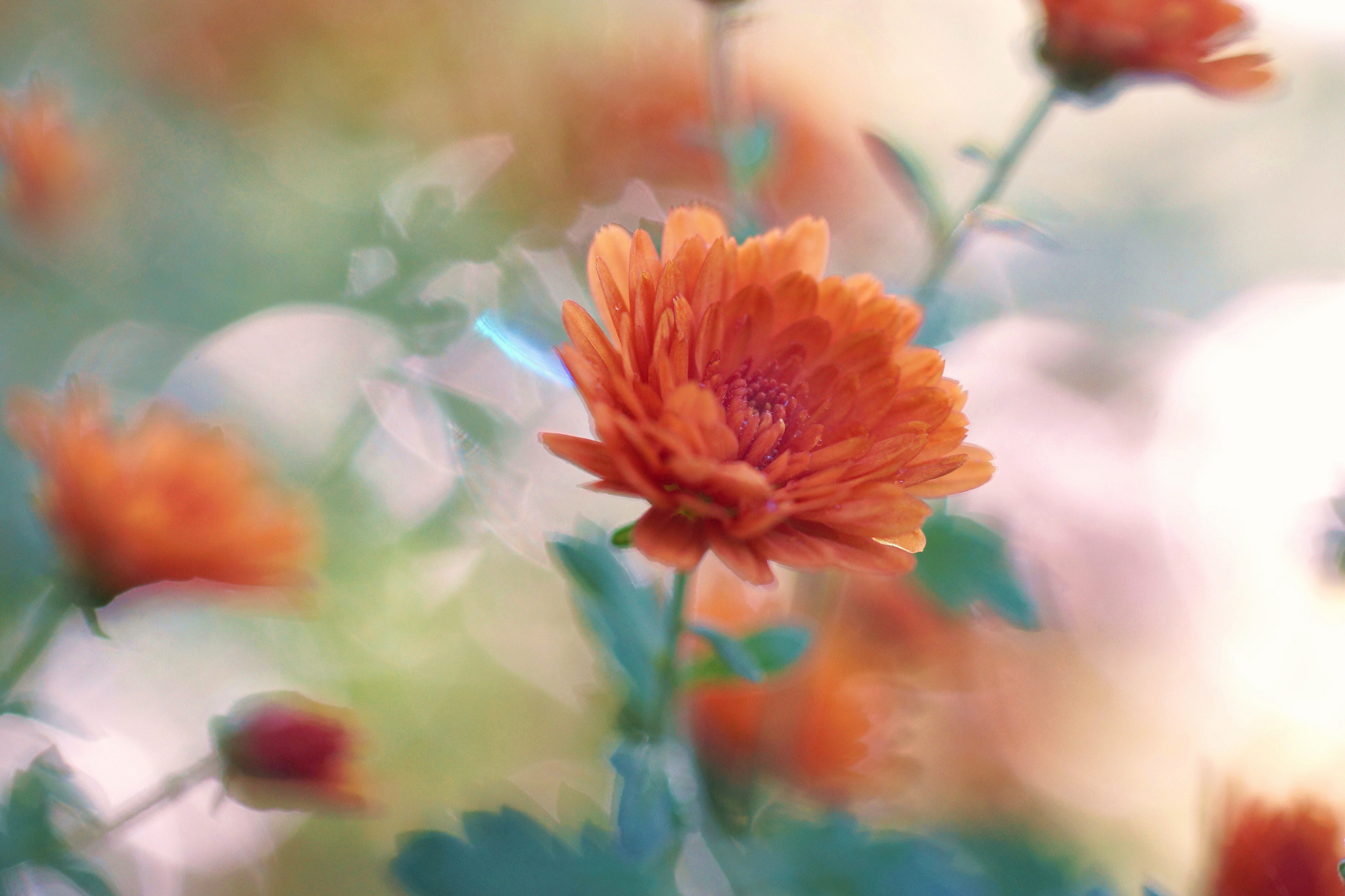 Download mobile wallpaper Nature, Flowers, Chrysanthemum, Flower, Close Up, Earth, Bokeh, Orange Flower for free.