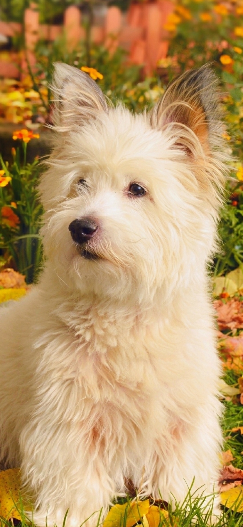 Handy-Wallpaper Tiere, Hunde, Hund, West Highland White Terrier kostenlos herunterladen.