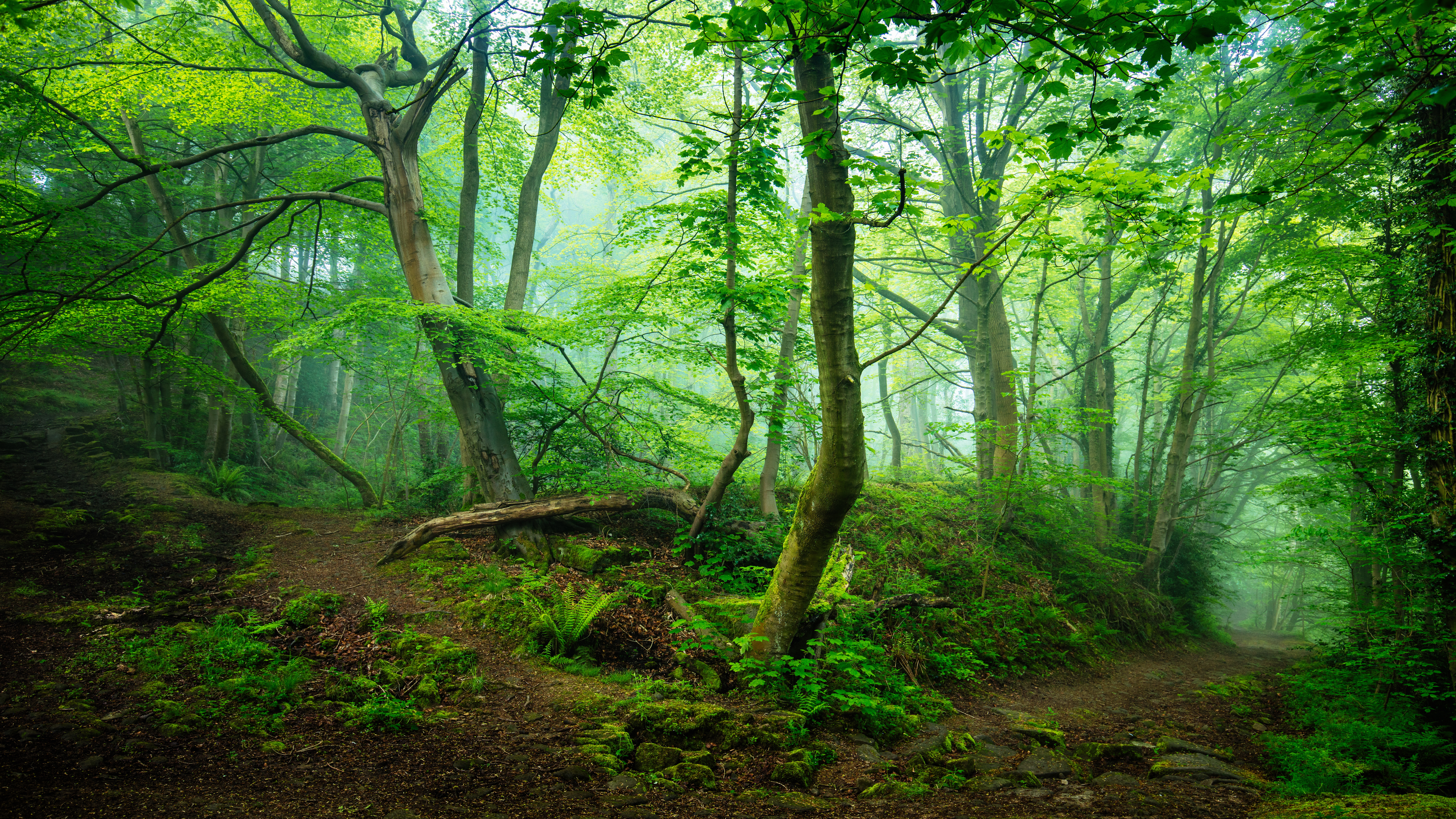 forest, greenery, earth, fog