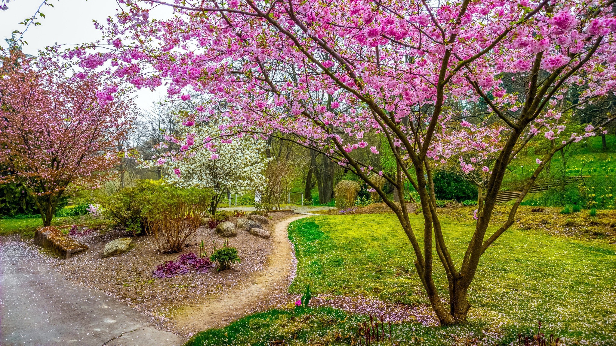 Descarga gratuita de fondo de pantalla para móvil de Sakura, Parque, Árbol, Primavera, Fotografía.