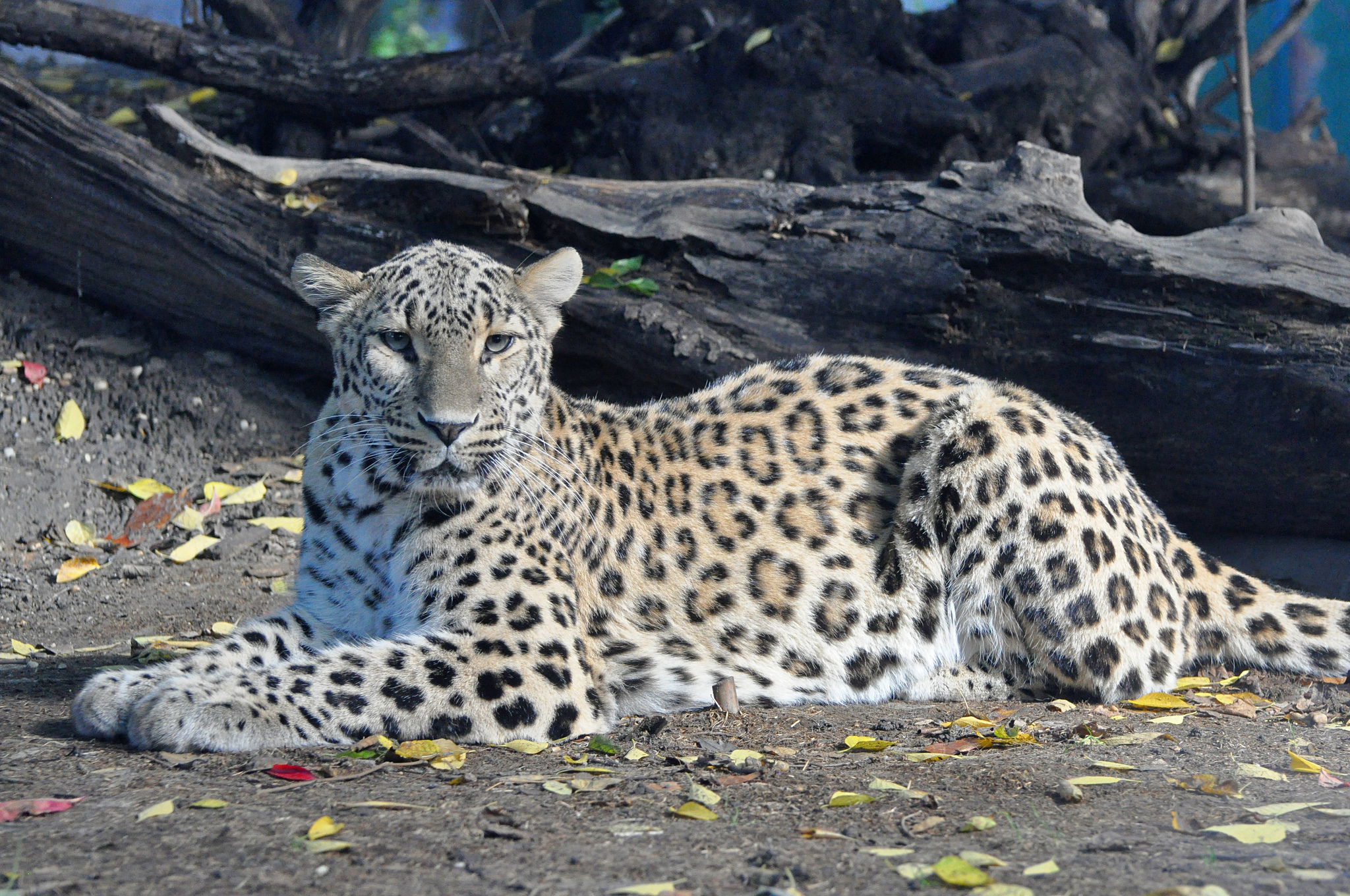 Descarga gratuita de fondo de pantalla para móvil de Animales, Gatos, Leopardo.