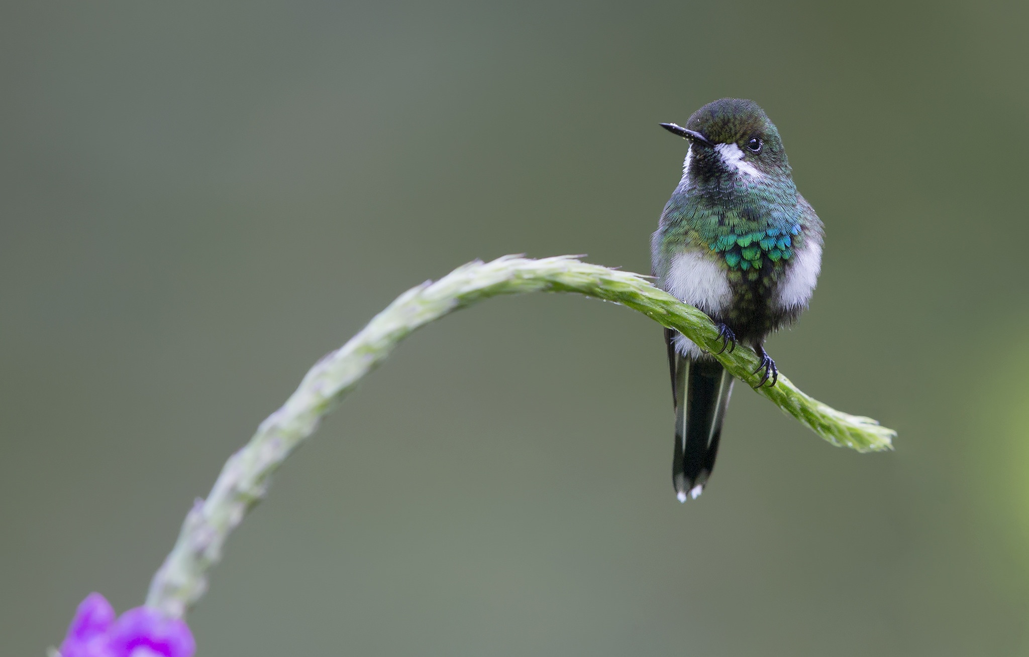 Download mobile wallpaper Birds, Bird, Animal, Hummingbird, Green Thorntail for free.