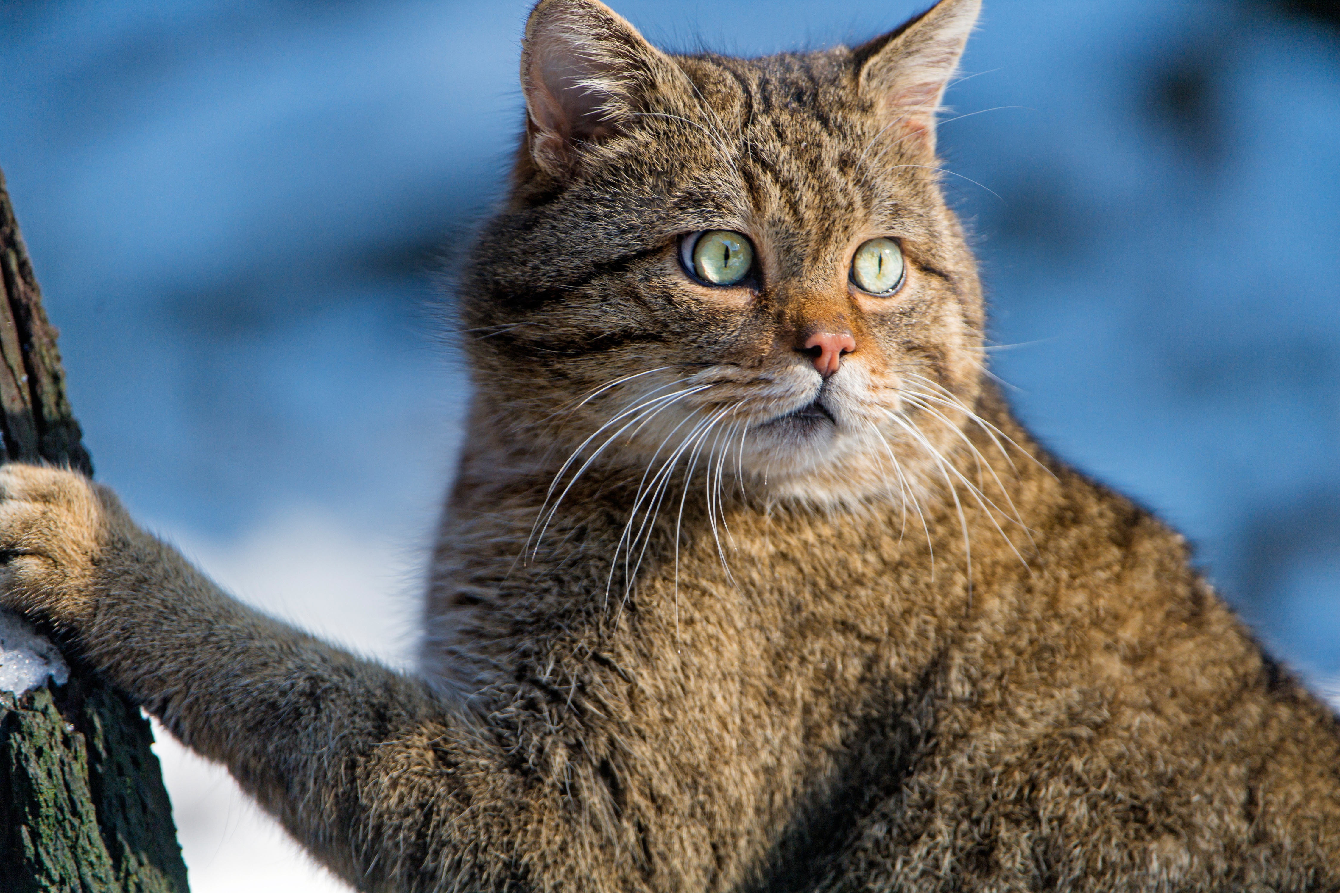 Baixar papel de parede para celular de Animais, Gatos, Gato gratuito.