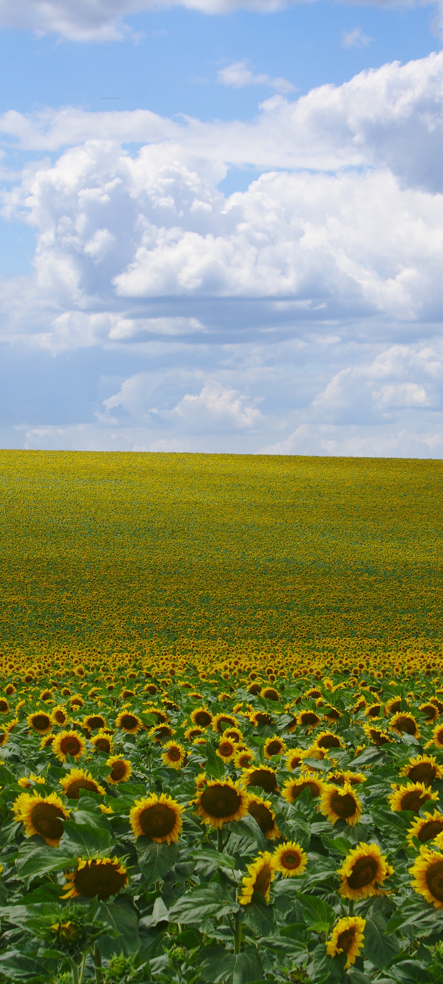 Descarga gratis la imagen Naturaleza, Flores, Campo, Nube, Girasol, Flor Amarilla, Tierra/naturaleza en el escritorio de tu PC