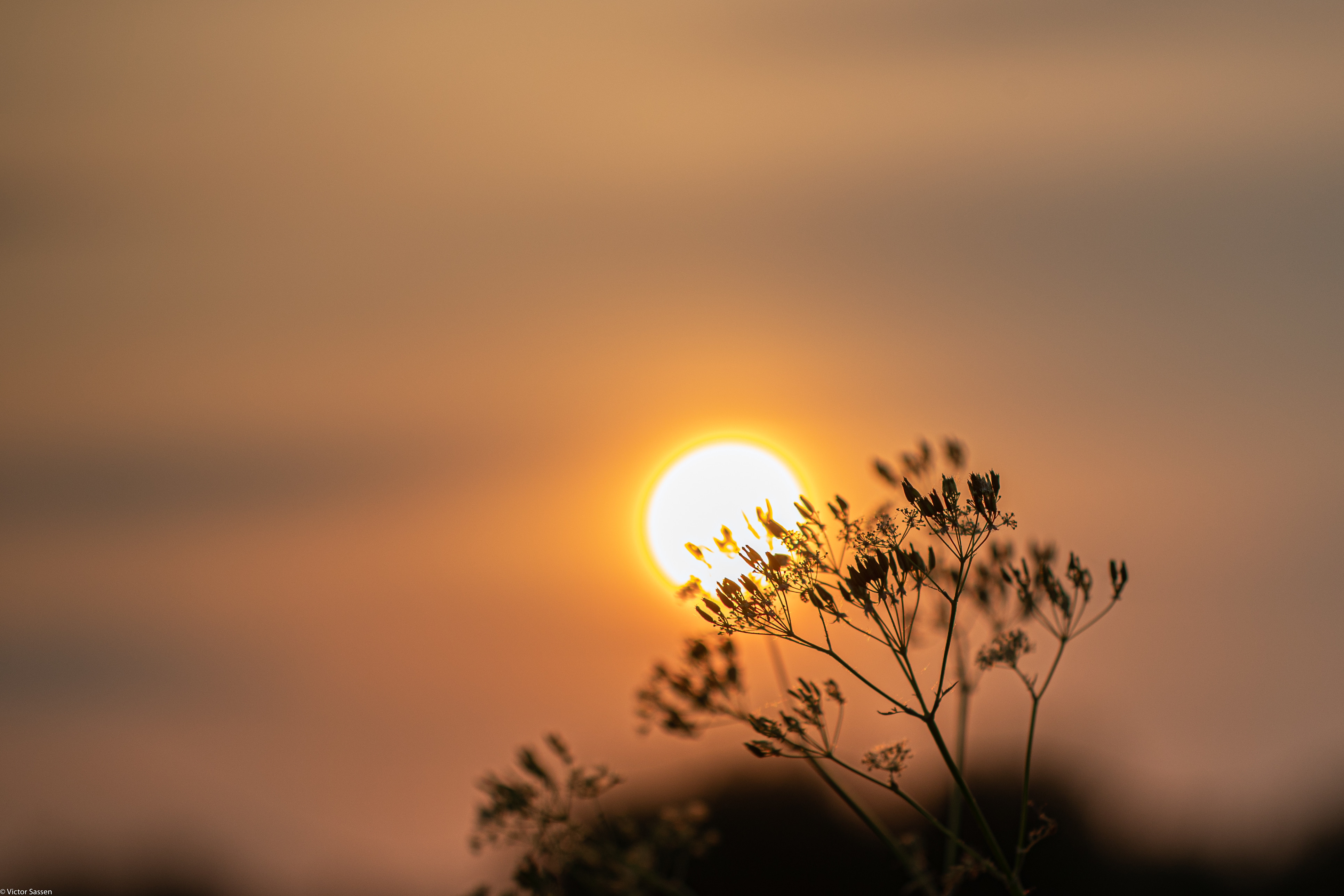 sun, nature, sunset, blur, smooth, branch Full HD