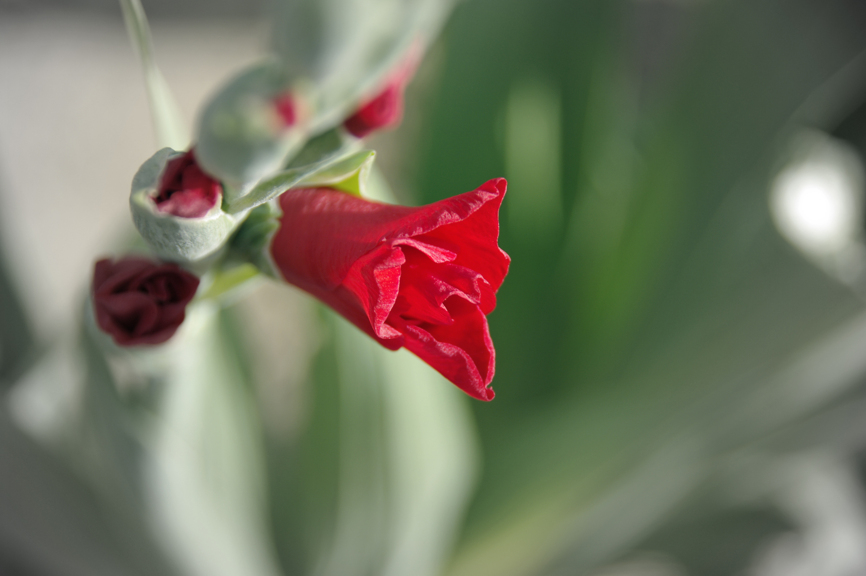 Téléchargez gratuitement l'image Fleurs, Fleur, Terre/nature sur le bureau de votre PC