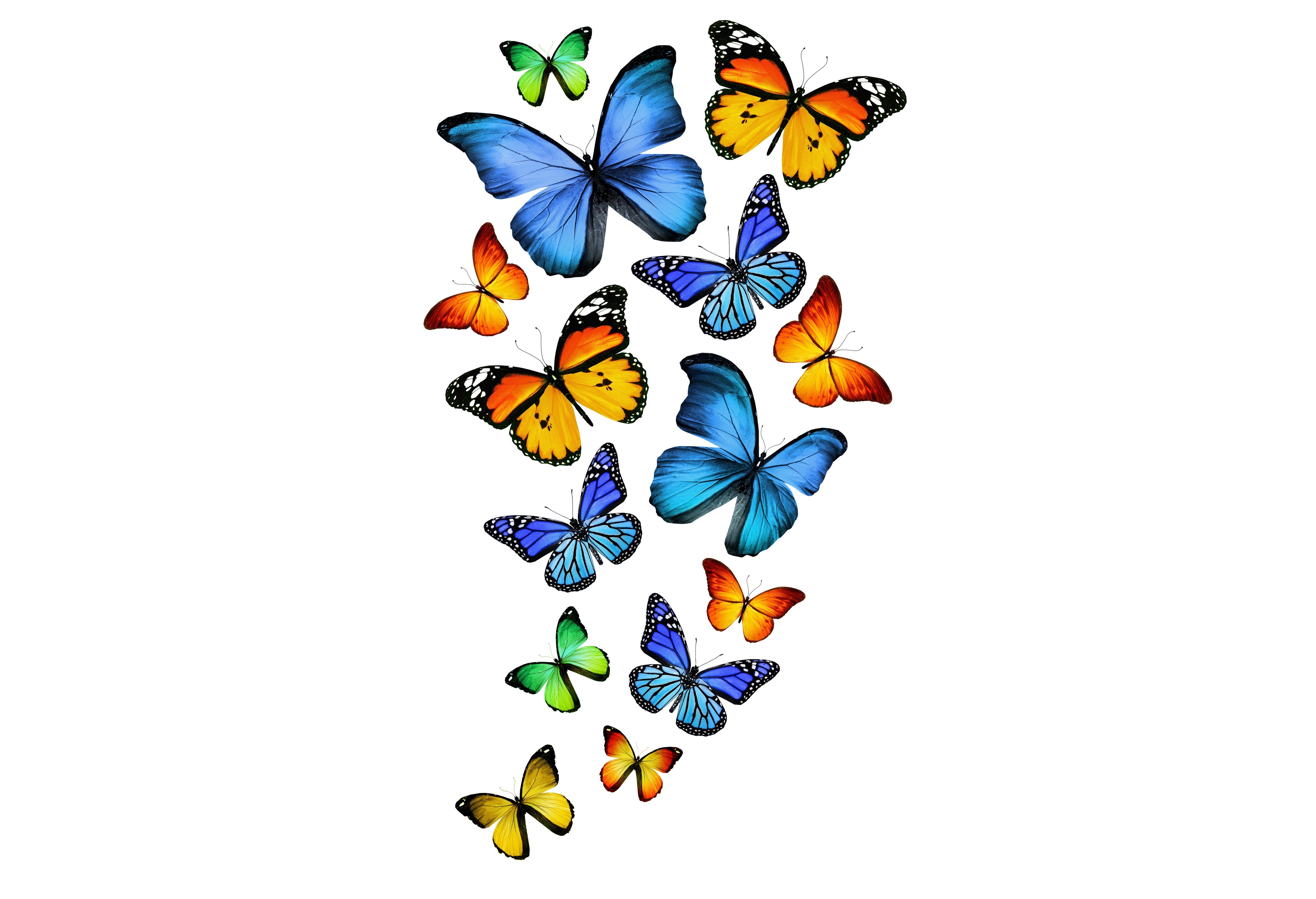 Free download wallpaper Colors, Butterfly, Colorful, Artistic on your PC desktop