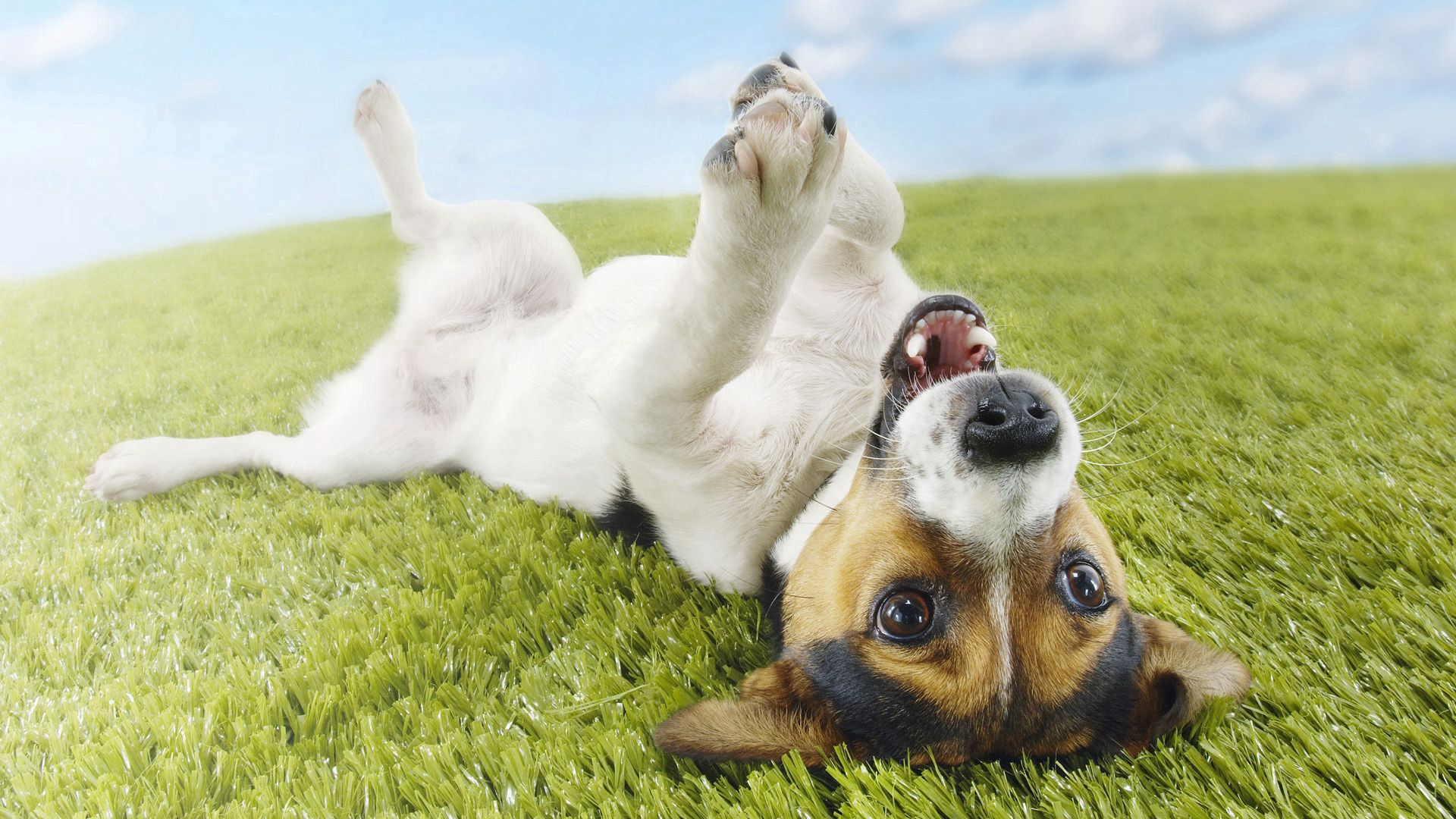 dog, animals, grass, to lie down, lie, playful