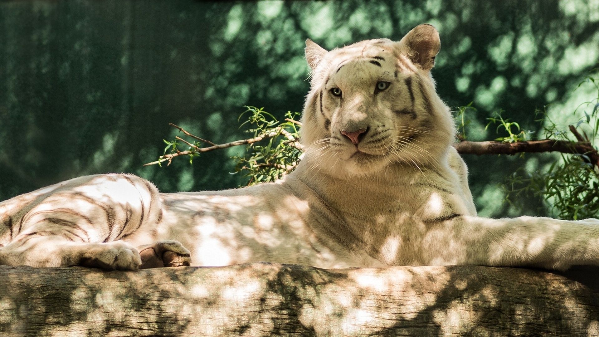 57499 скачать картинку белый тигр, тигр, животные, хищник, кошка, бревно - обои и заставки бесплатно