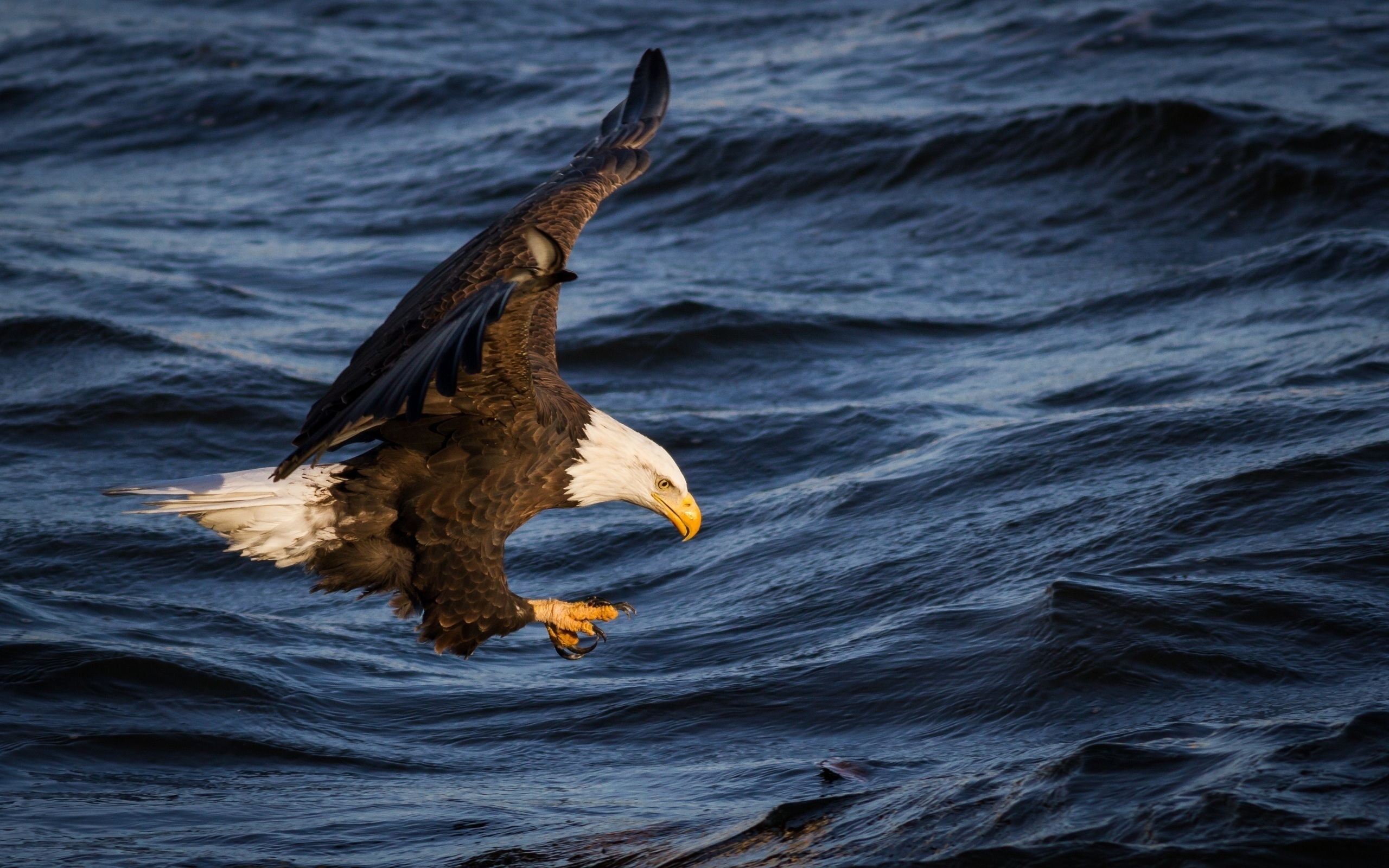 Handy-Wallpaper Weißkopfseeadler, Vögel, Tiere kostenlos herunterladen.