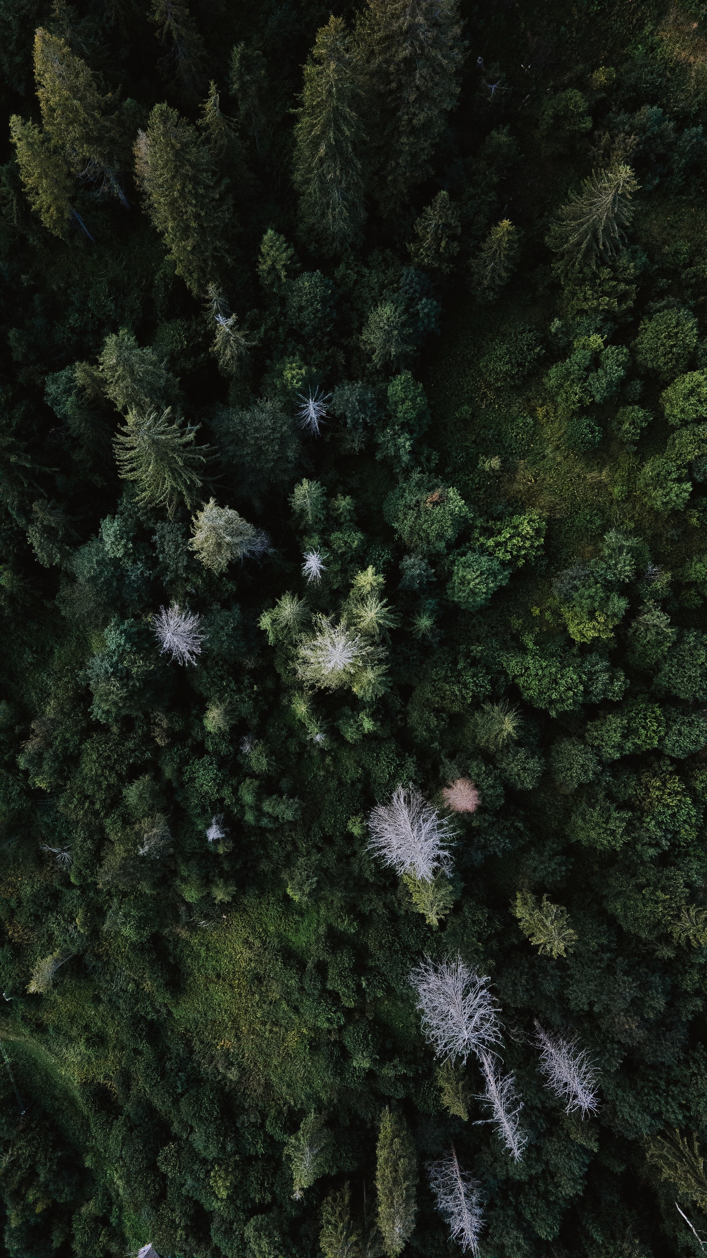 Download mobile wallpaper Grass, View From Above, Forest, Trees, Nature for free.