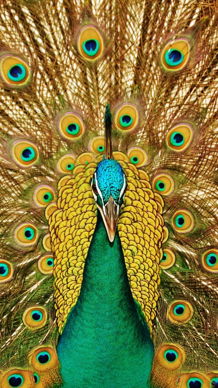 Download mobile wallpaper Birds, Feather, Bird, Animal, Peacock for free.