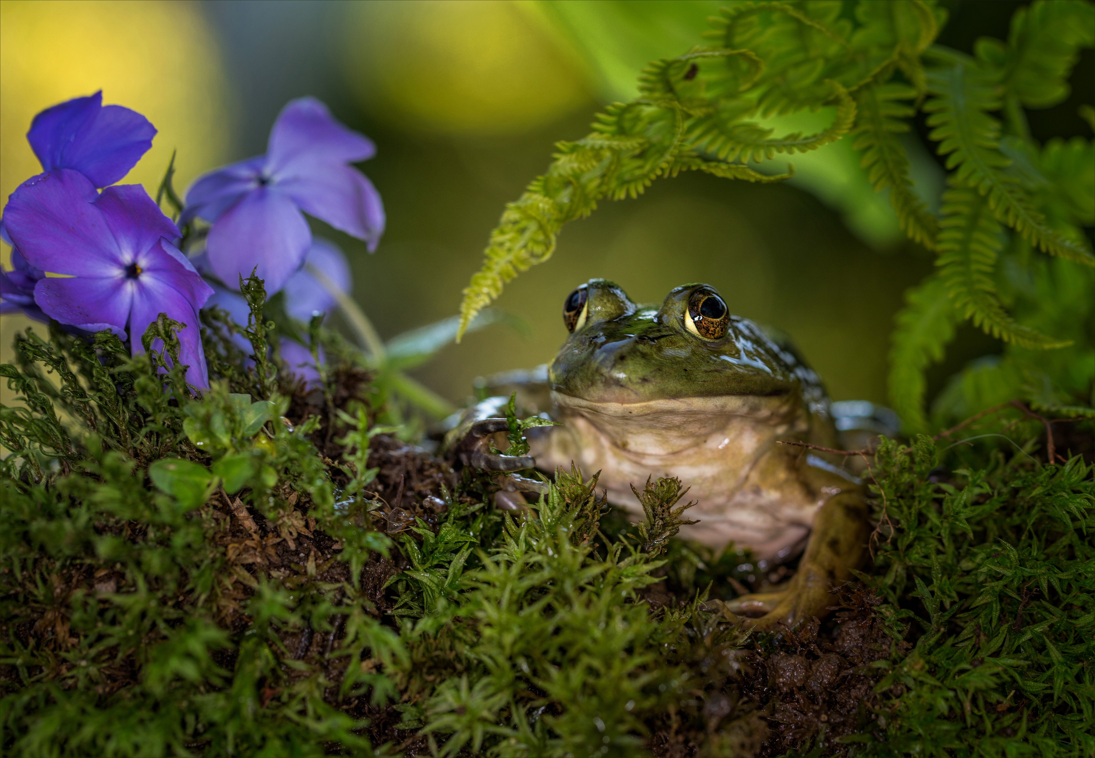 Download mobile wallpaper Frogs, Flower, Animal, Frog, Amphibian for free.
