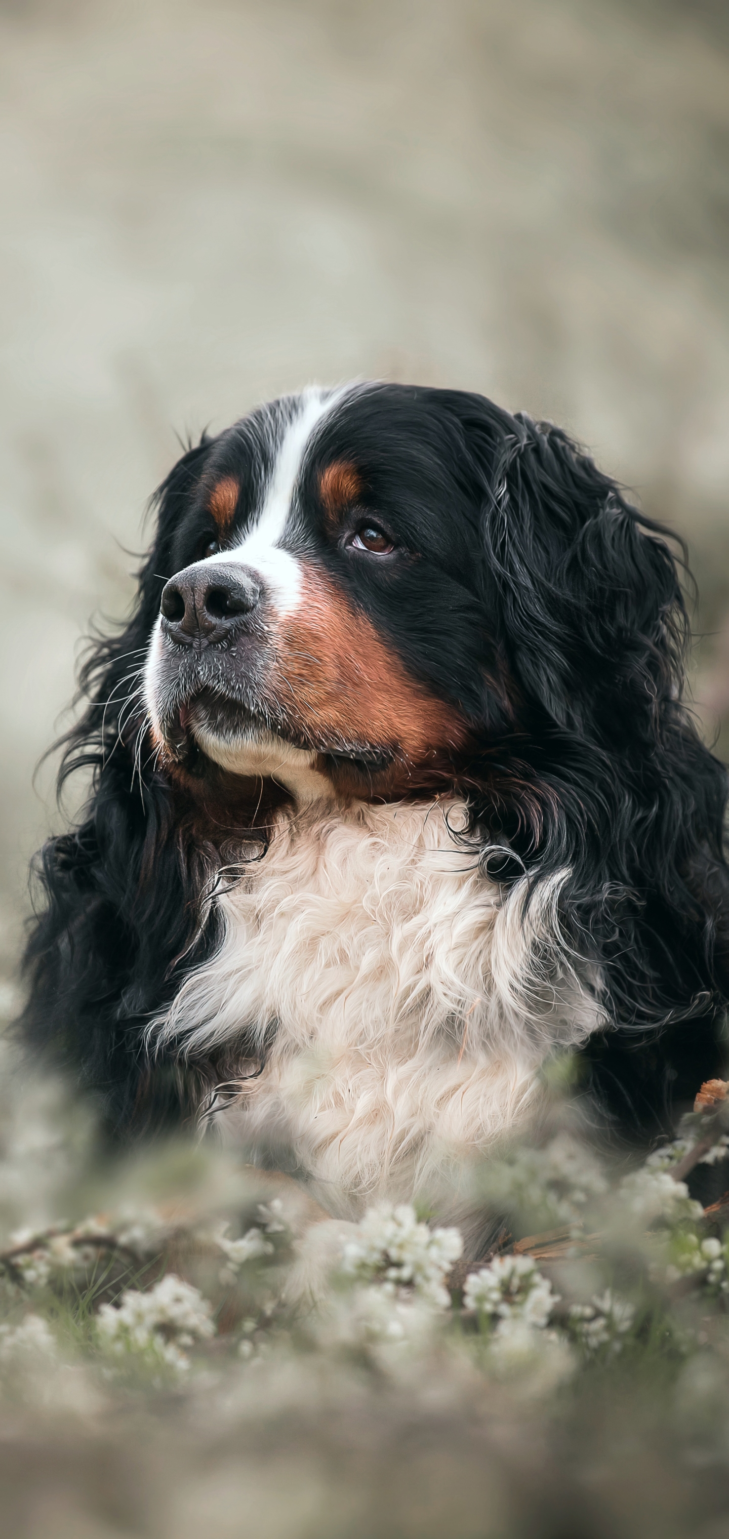 Free download wallpaper Dogs, Flower, Dog, Animal, Bernese Mountain Dog on your PC desktop