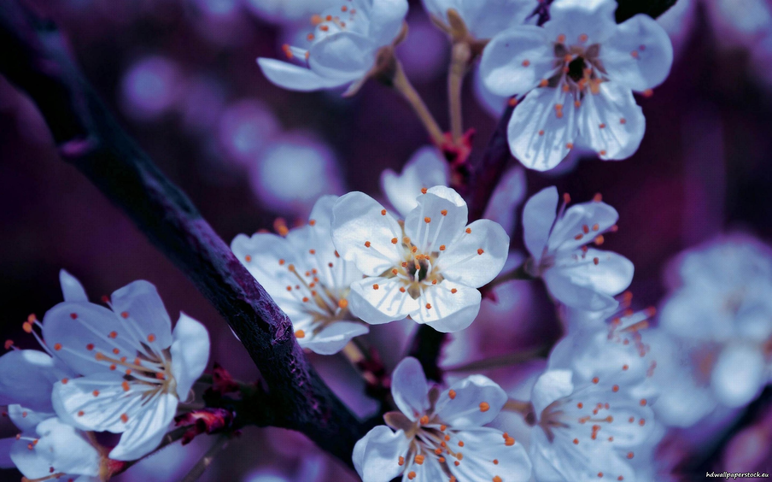 Free download wallpaper Flowers, Earth, Blossom on your PC desktop