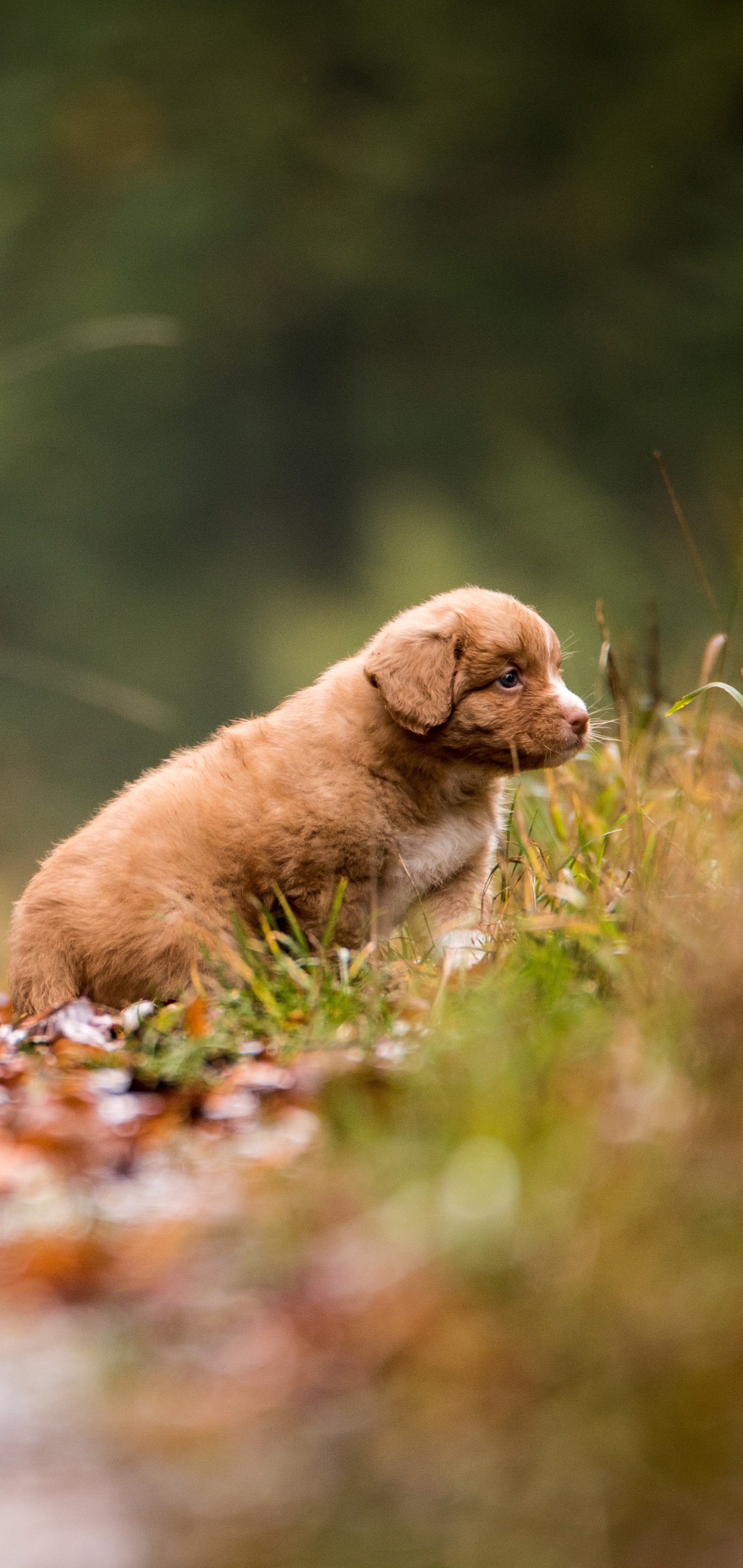 Download mobile wallpaper Dogs, Dog, Animal, Puppy, Baby Animal, Nova Scotia Duck Tolling Retriever for free.