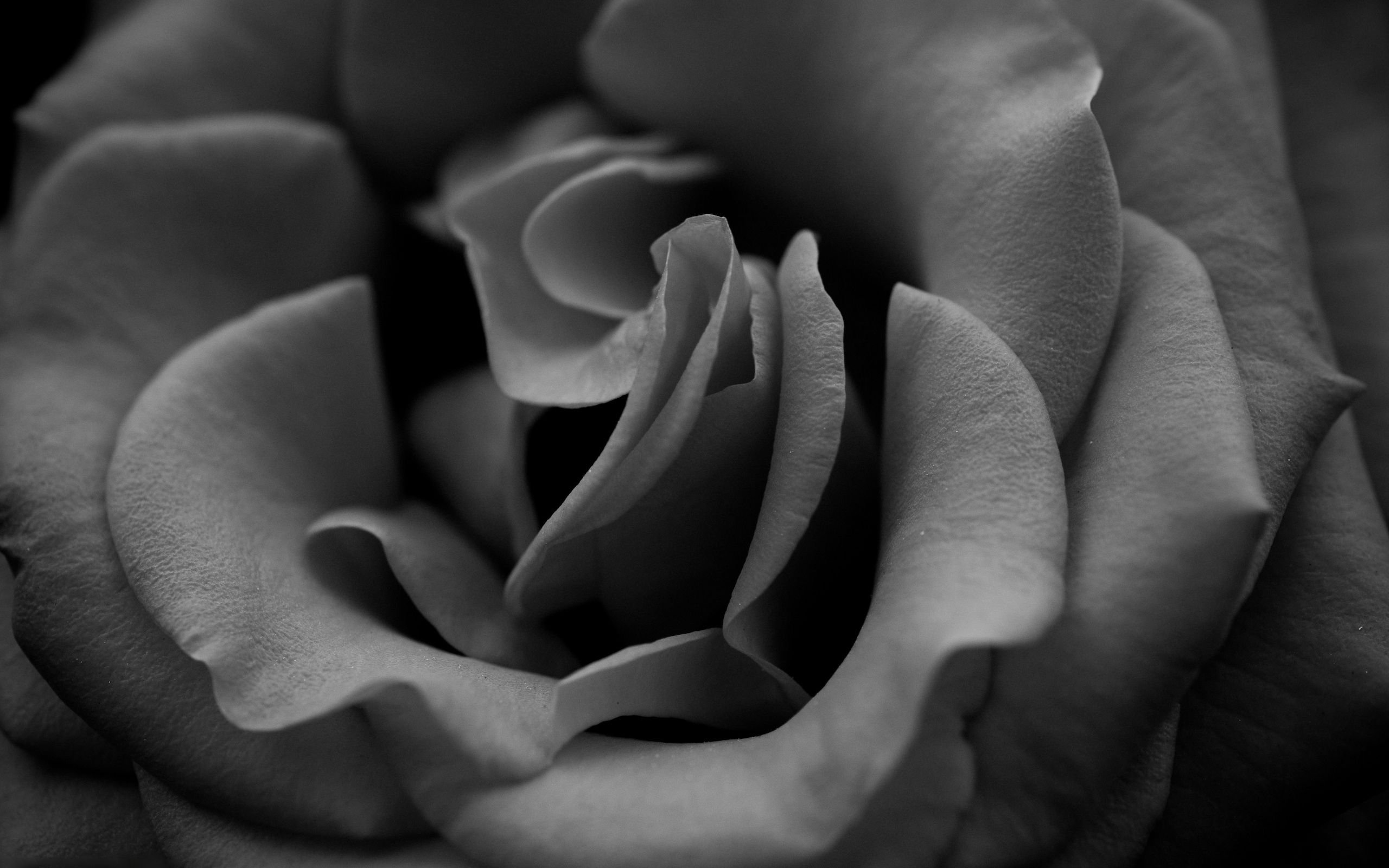 Rose Flower 1920 x 1080 HD Wallpaper