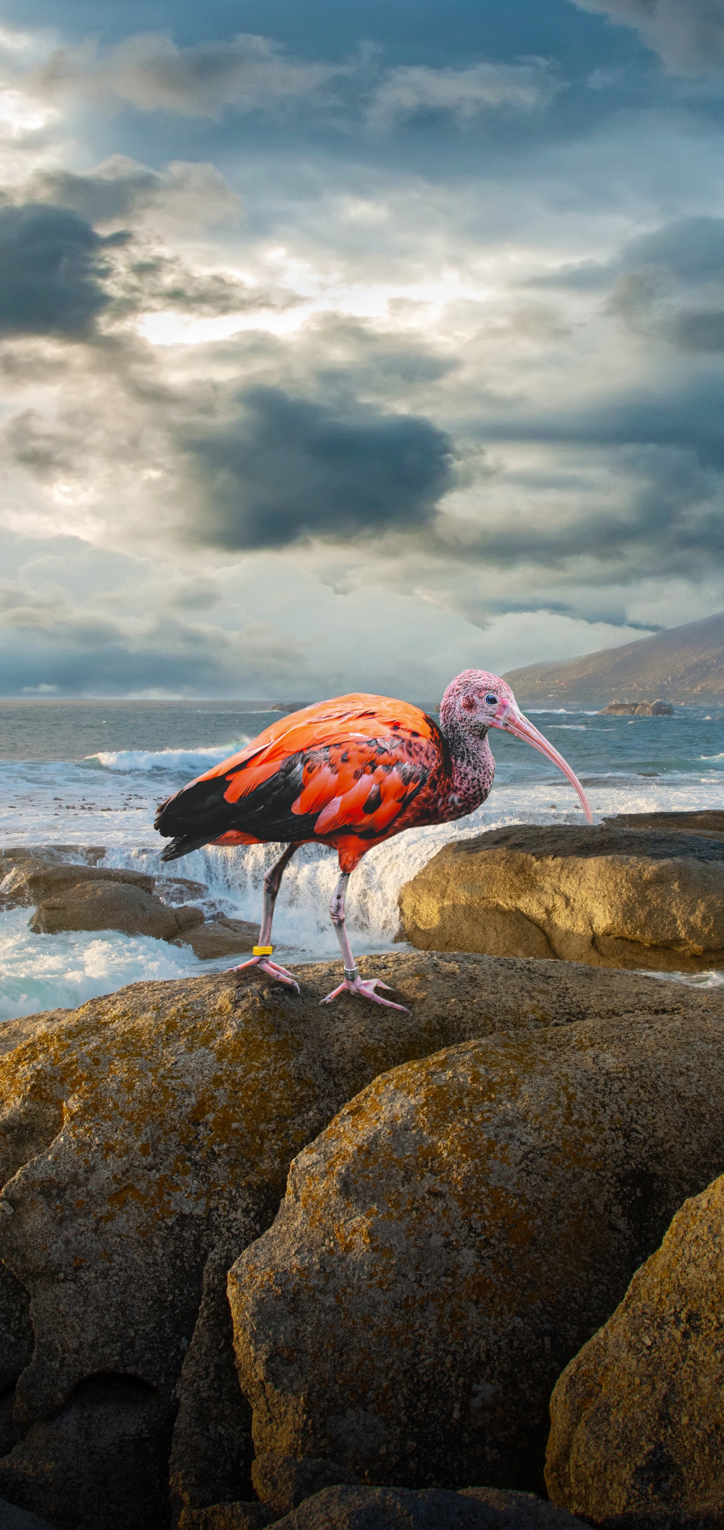 1175191 Hintergrundbild herunterladen tiere, scharlachroter ibis, ibis, vogel, wolke, vögel - Bildschirmschoner und Bilder kostenlos
