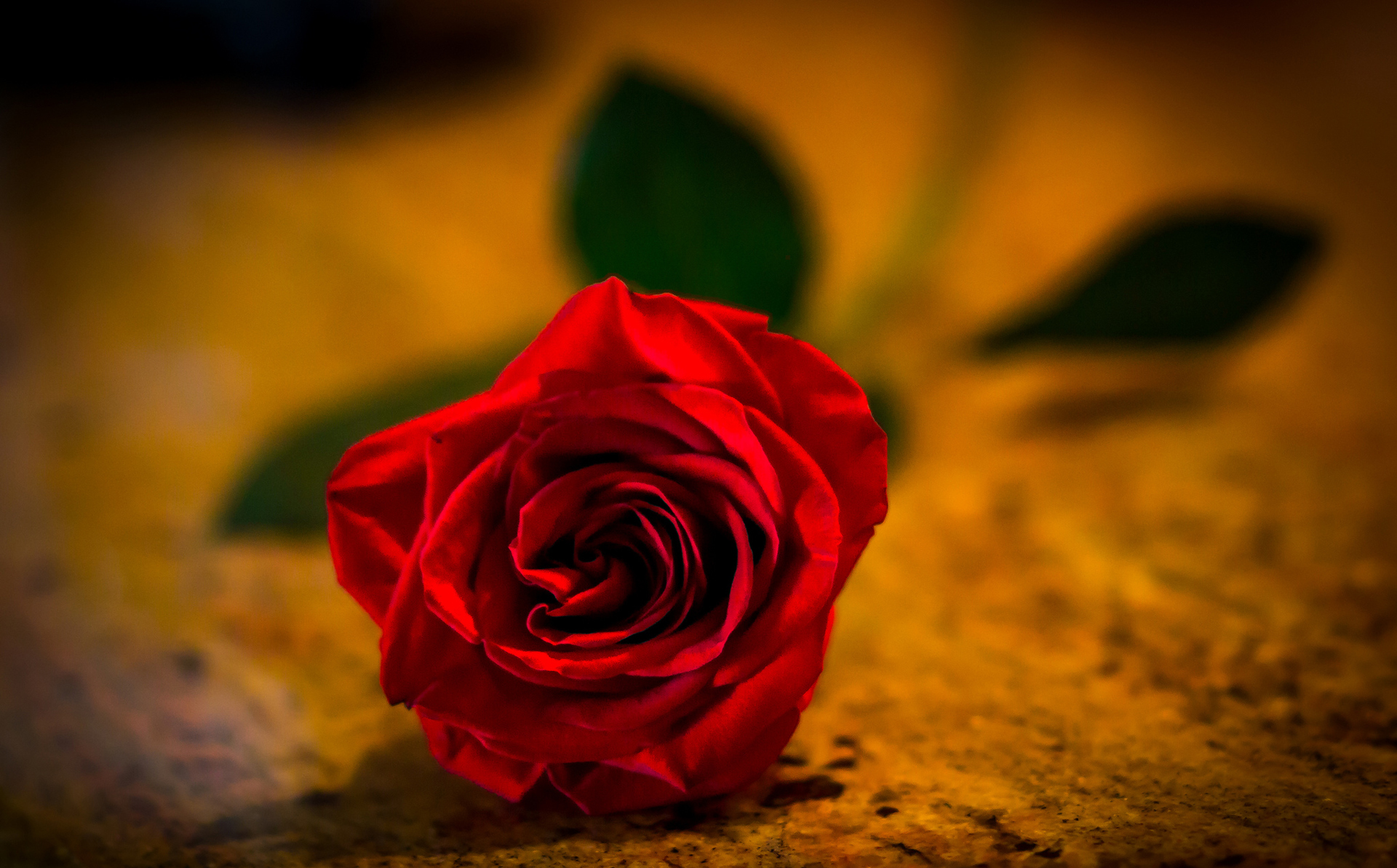 Скачати мобільні шпалери Квітка, Роза, Земля, Червона Троянда, Впритул, Флауерзи безкоштовно.