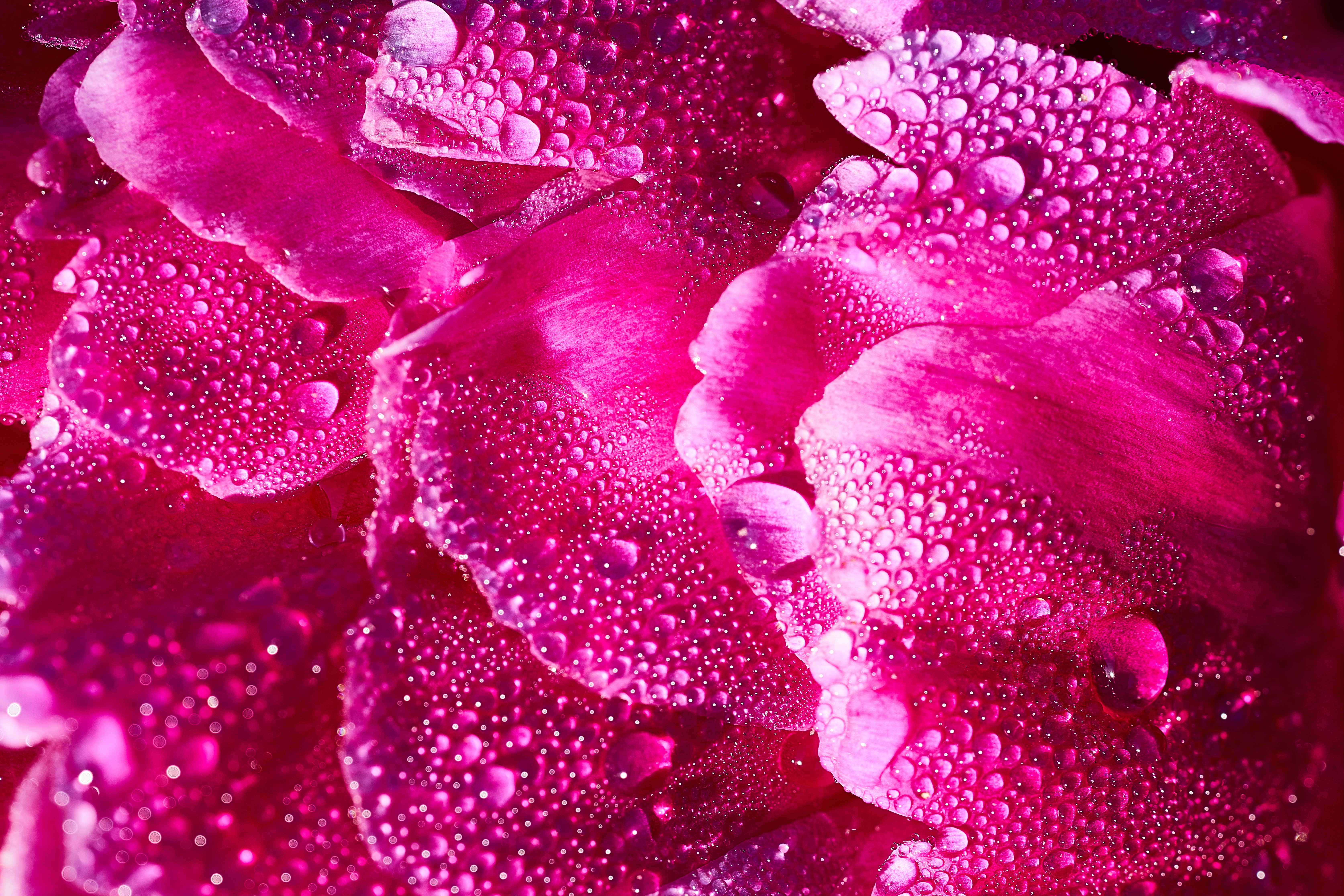drops, flower, macro, petals Full HD