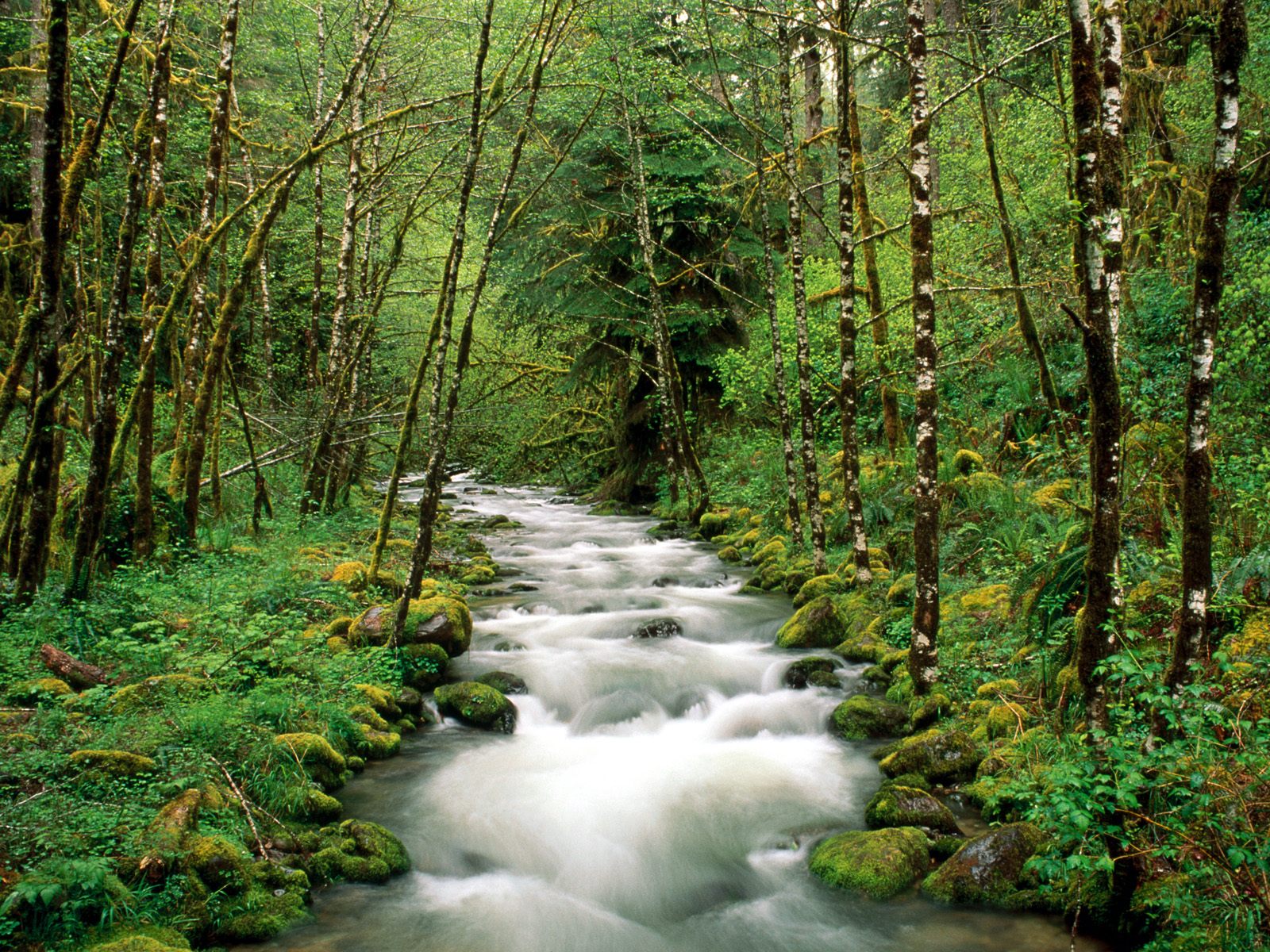 Скачать картинку Природа, Лес, Дерево, Зеленый, Ручей, Орегон, Земля/природа в телефон бесплатно.