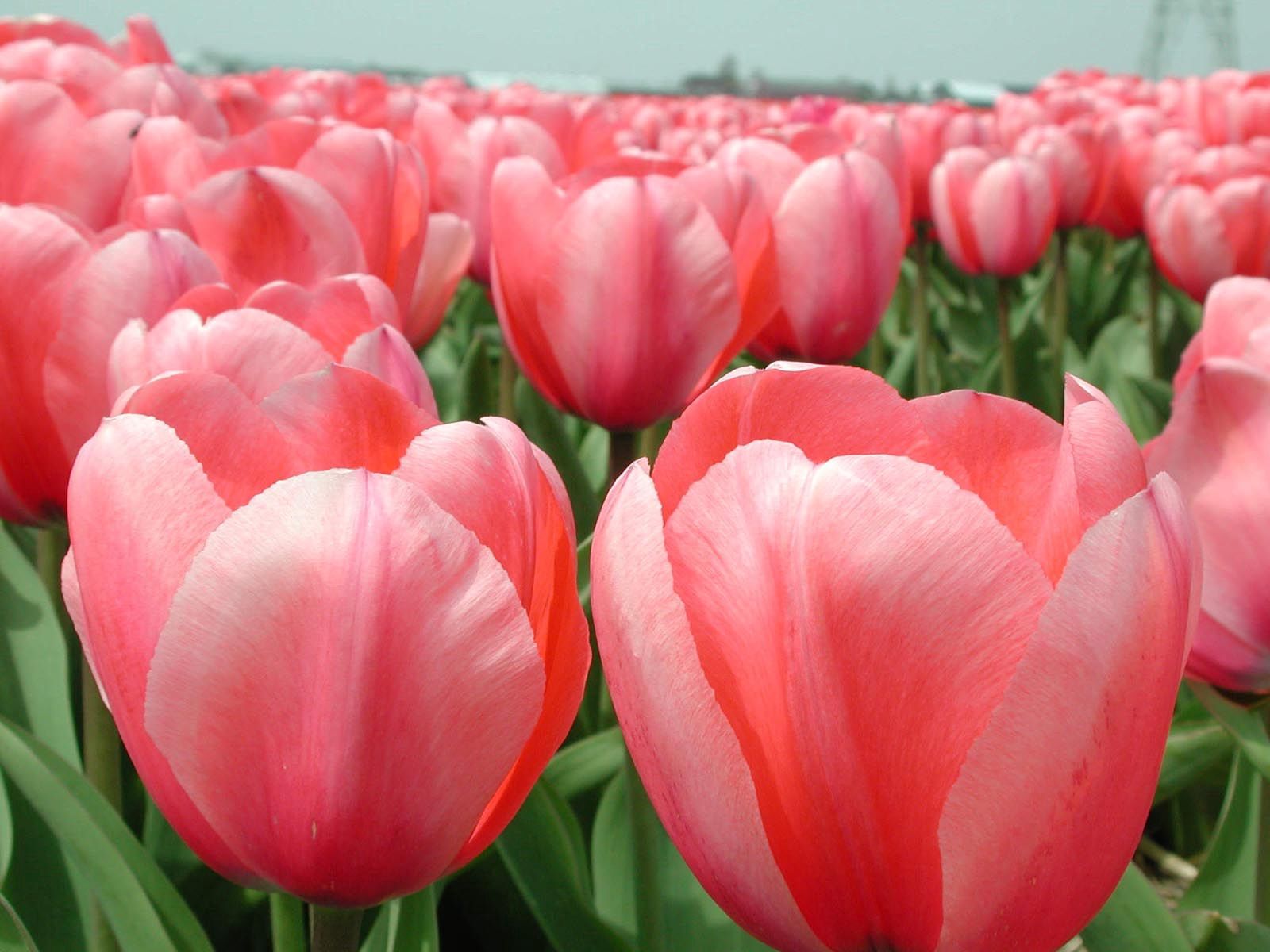 Download mobile wallpaper Field, Flowers, Close Up, Horizon, Tulips for free.