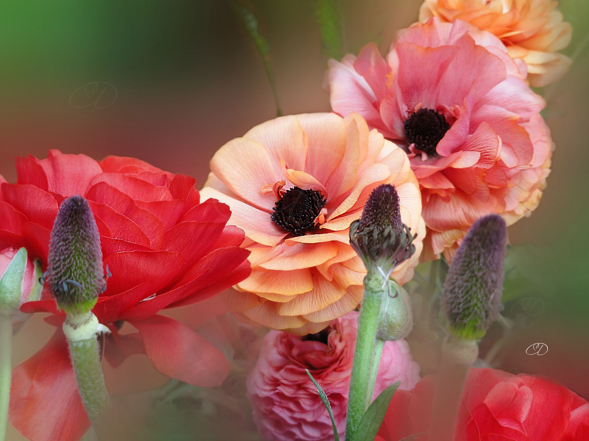 Free download wallpaper Flowers, Flower, Earth, Colorful, Anemone on your PC desktop
