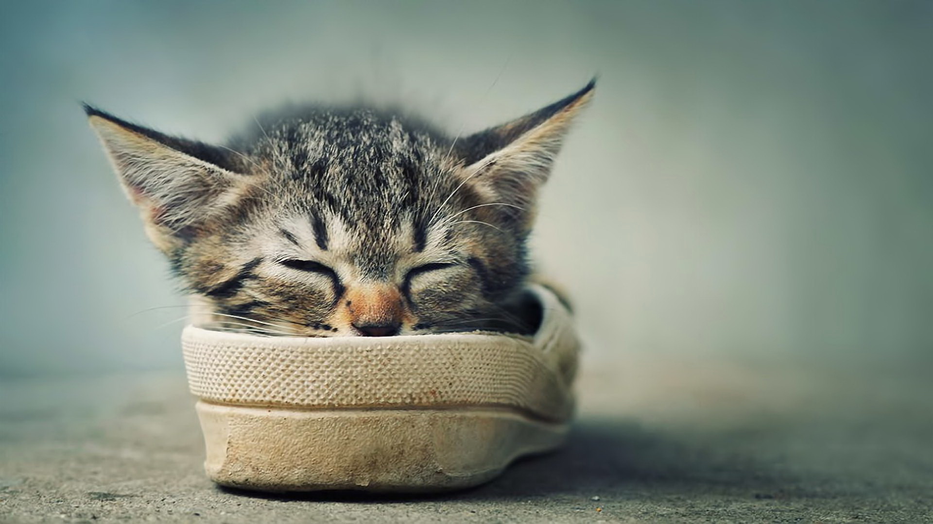 Laden Sie das Tiere, Katze, Schlafen, Schuh-Bild kostenlos auf Ihren PC-Desktop herunter
