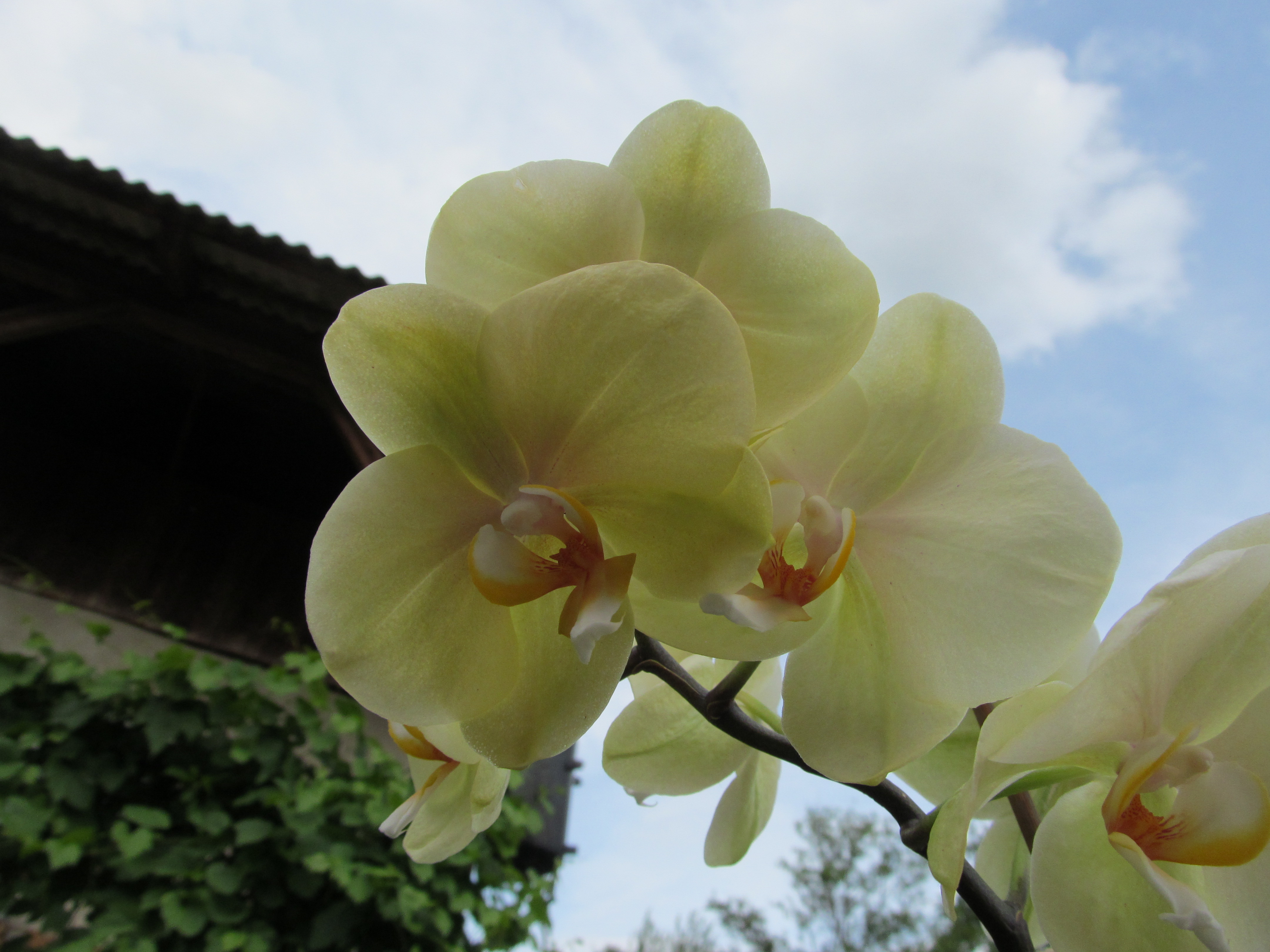 Descarga gratuita de fondo de pantalla para móvil de Orquídea, Flores, Tierra/naturaleza.