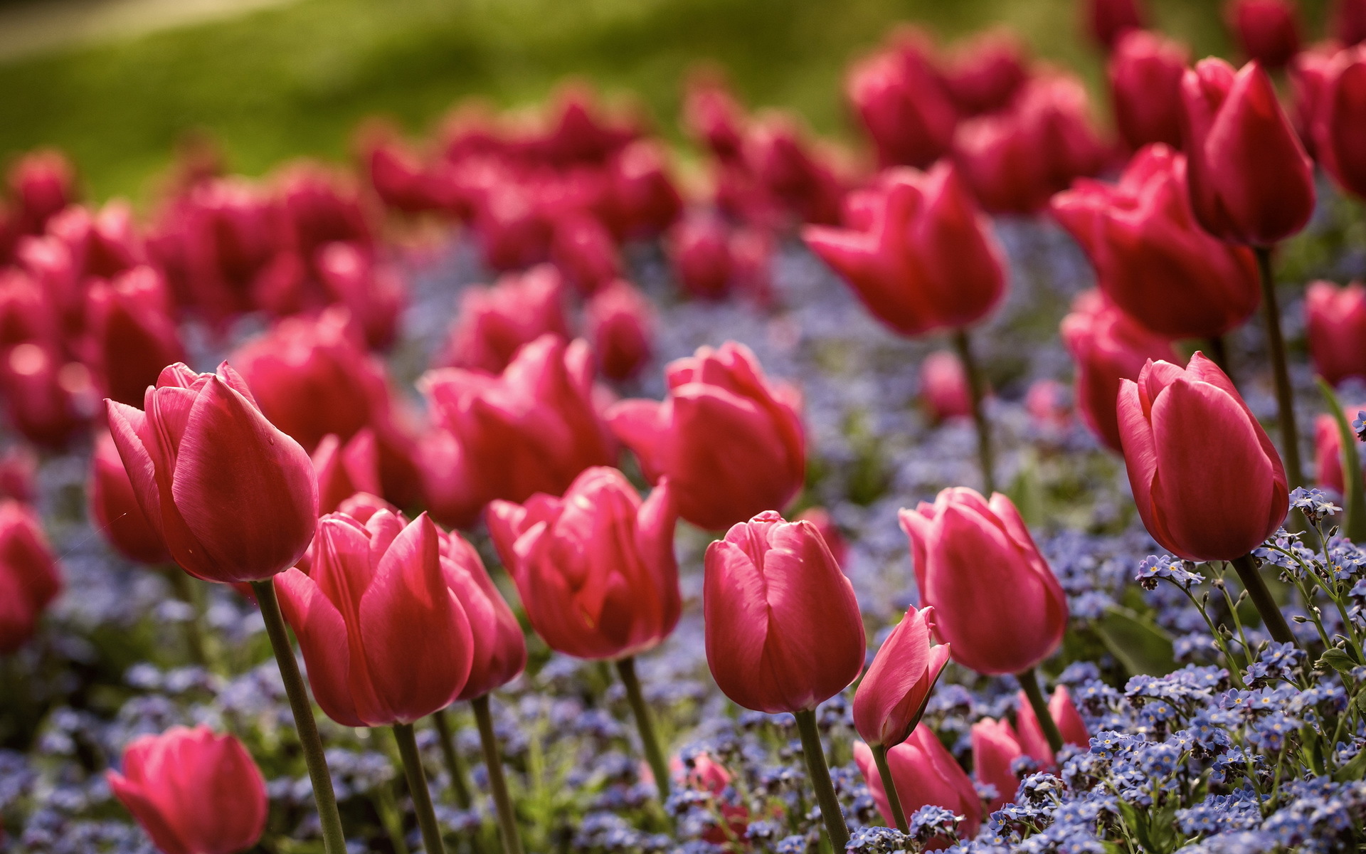 Baixar papel de parede para celular de Flores, Tulipa, Terra/natureza gratuito.