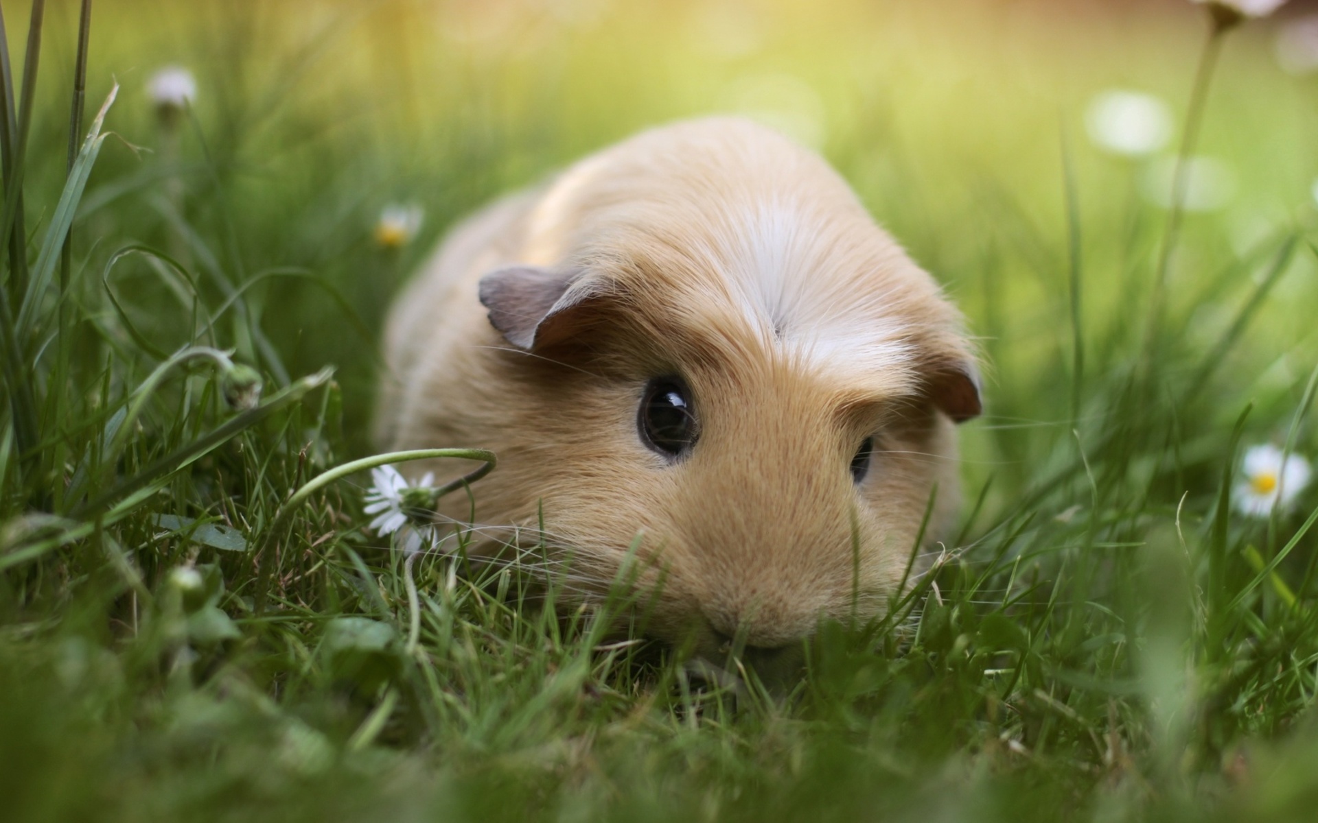 Baixar papel de parede para celular de Animais, Fofo gratuito.